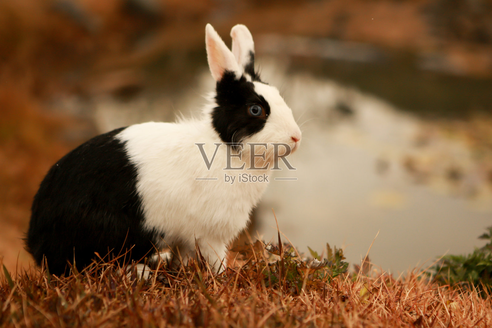 动物——兔子照片摄影图片