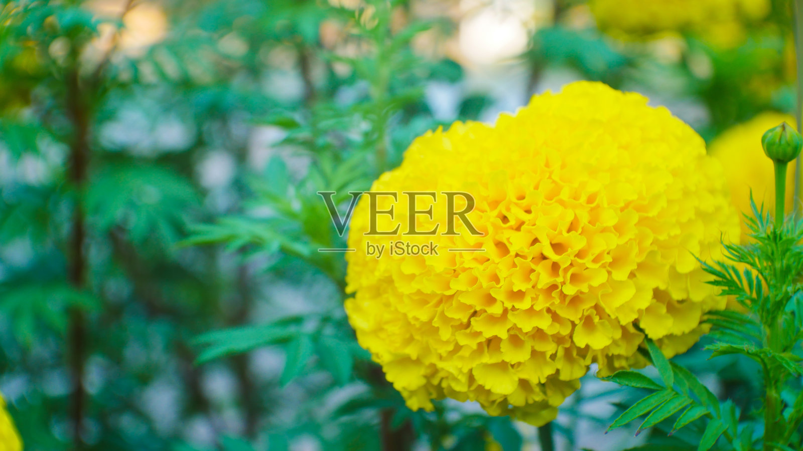 万寿菊。照片摄影图片