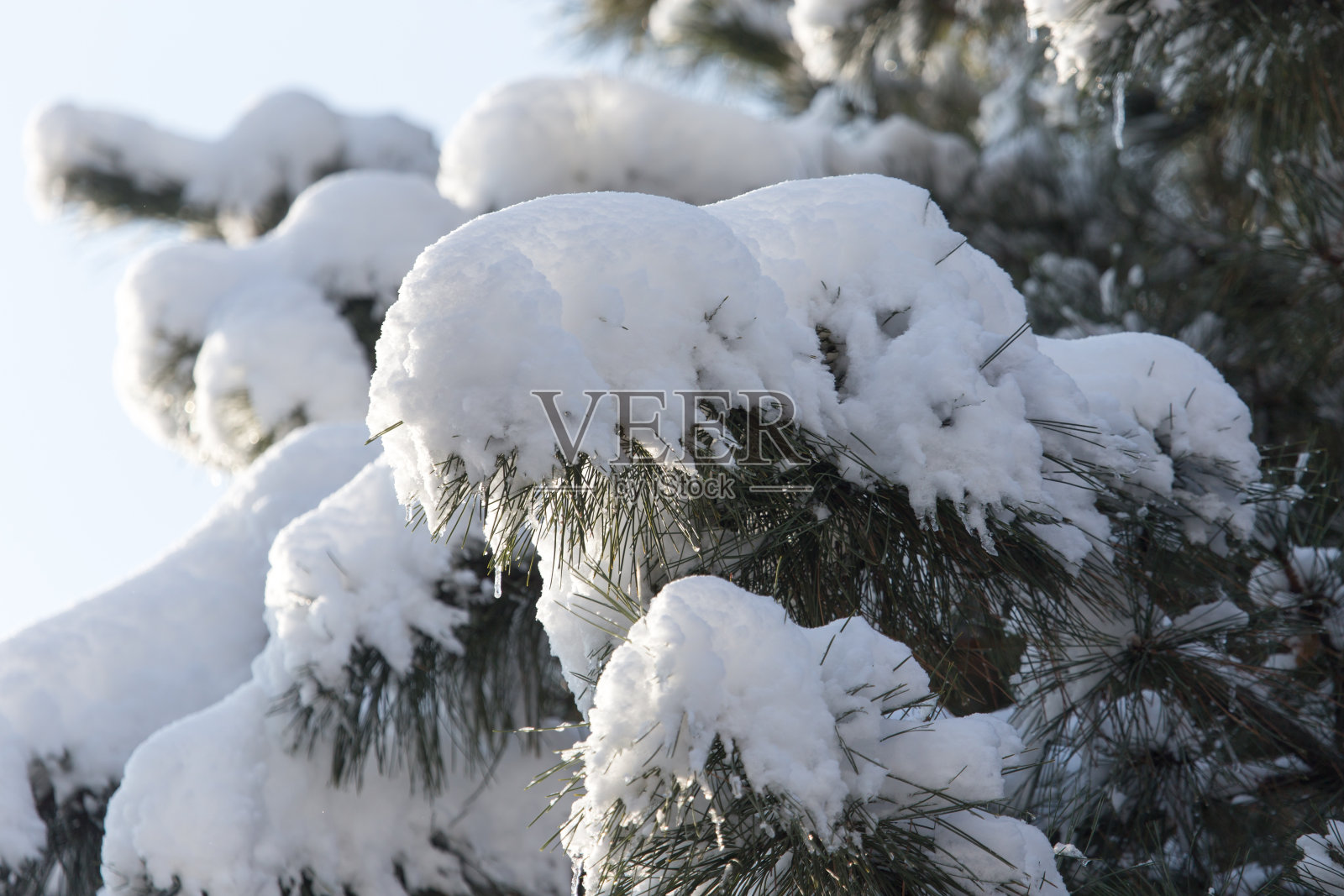 冬天松在雪里照片摄影图片