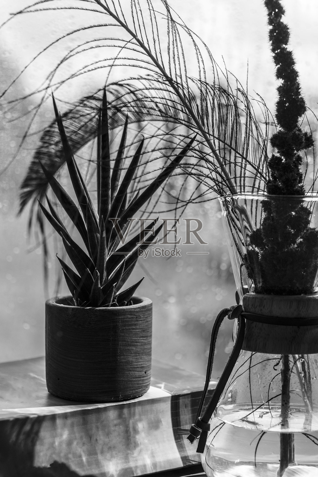 雨窗前的孔雀羽毛照片摄影图片