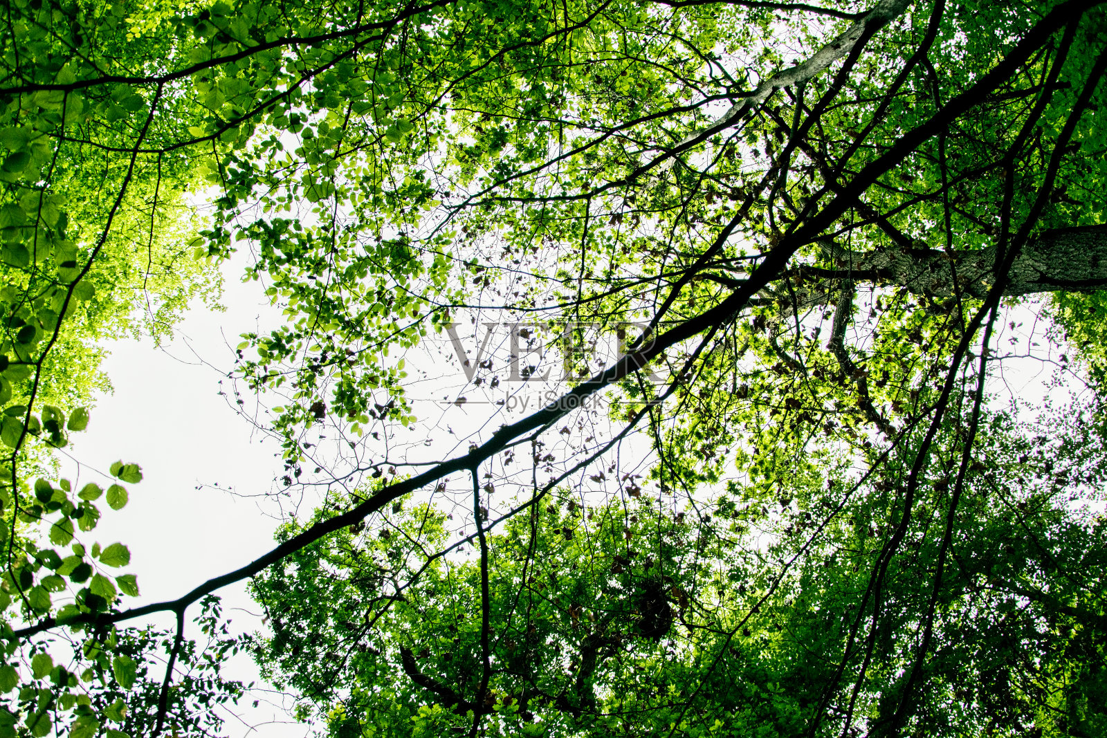 埃平森林照片摄影图片