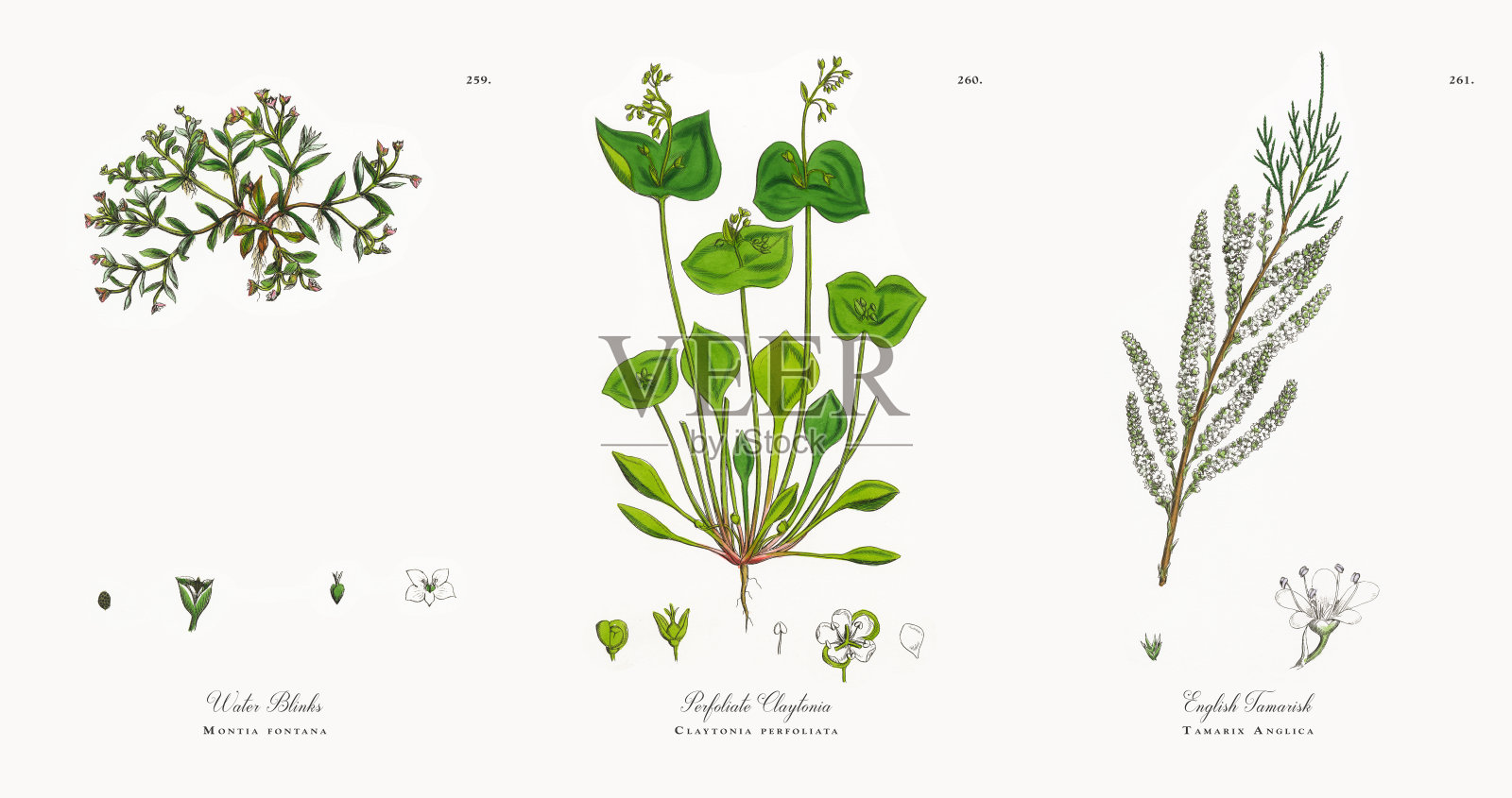 水眨眼，蒙提亚丰塔纳，维多利亚植物学插图，1863年设计元素图片