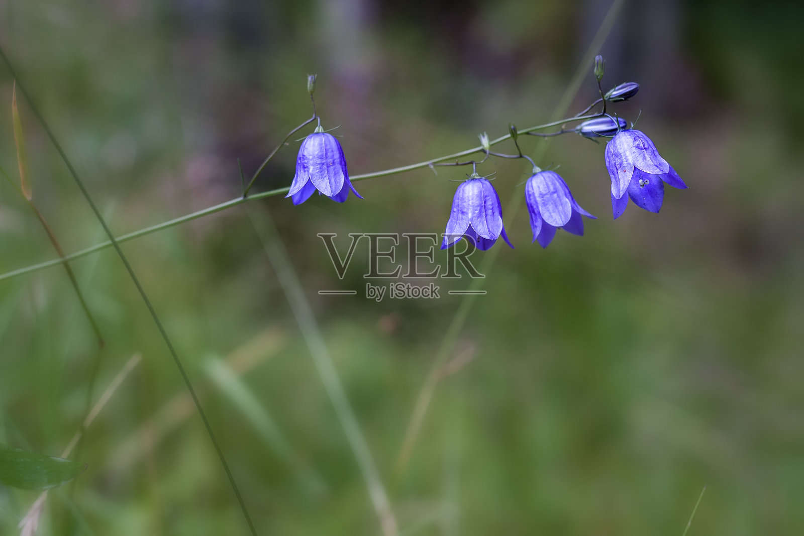 蓝铃花照片摄影图片