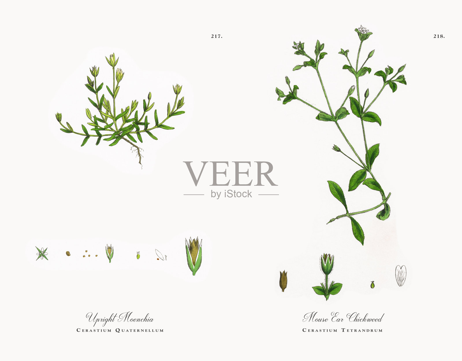 直立Moenchia, Cerastium Quaternellum，维多利亚植物学插图，1863年设计元素图片