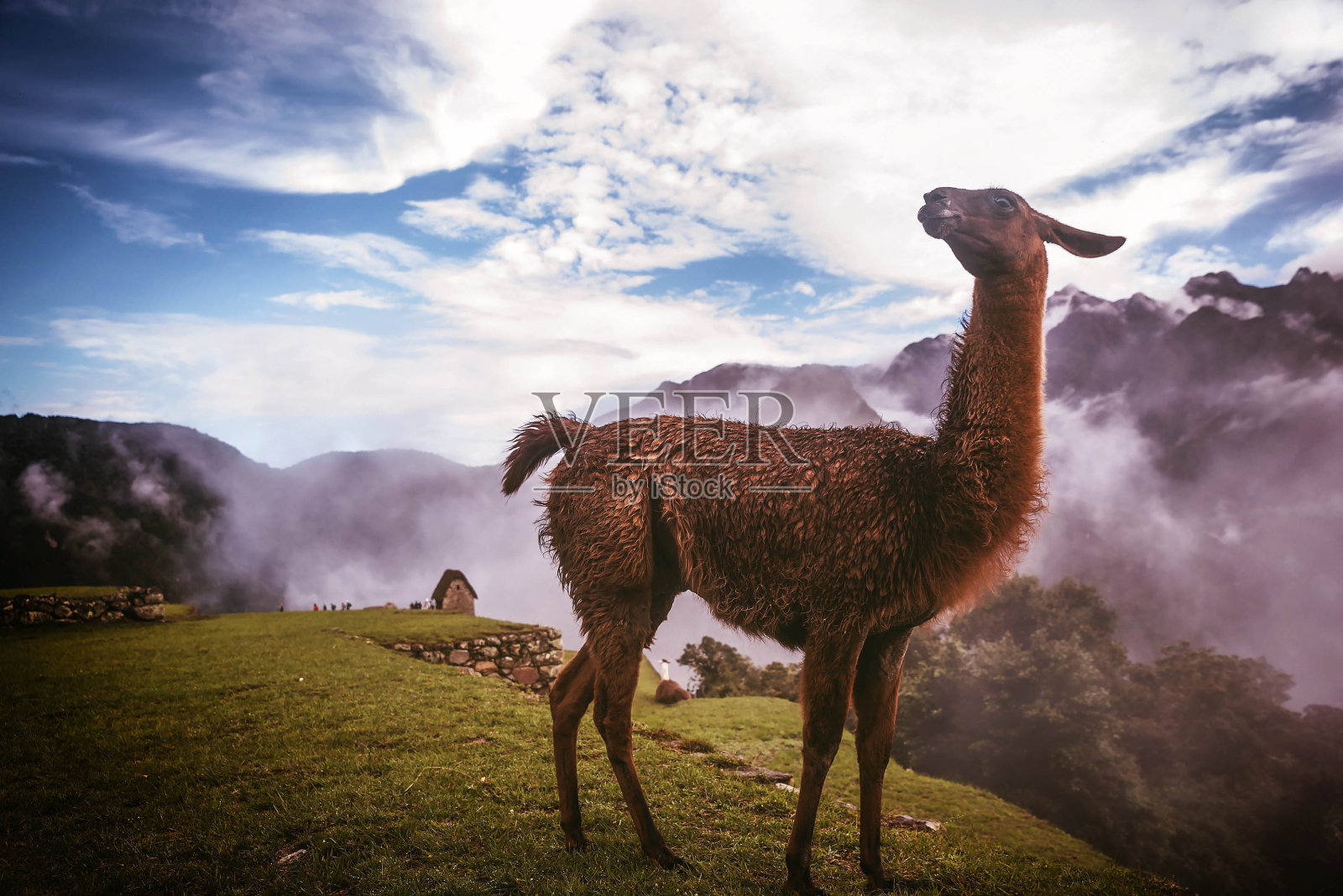 秘鲁马丘比丘的羊驼照片摄影图片