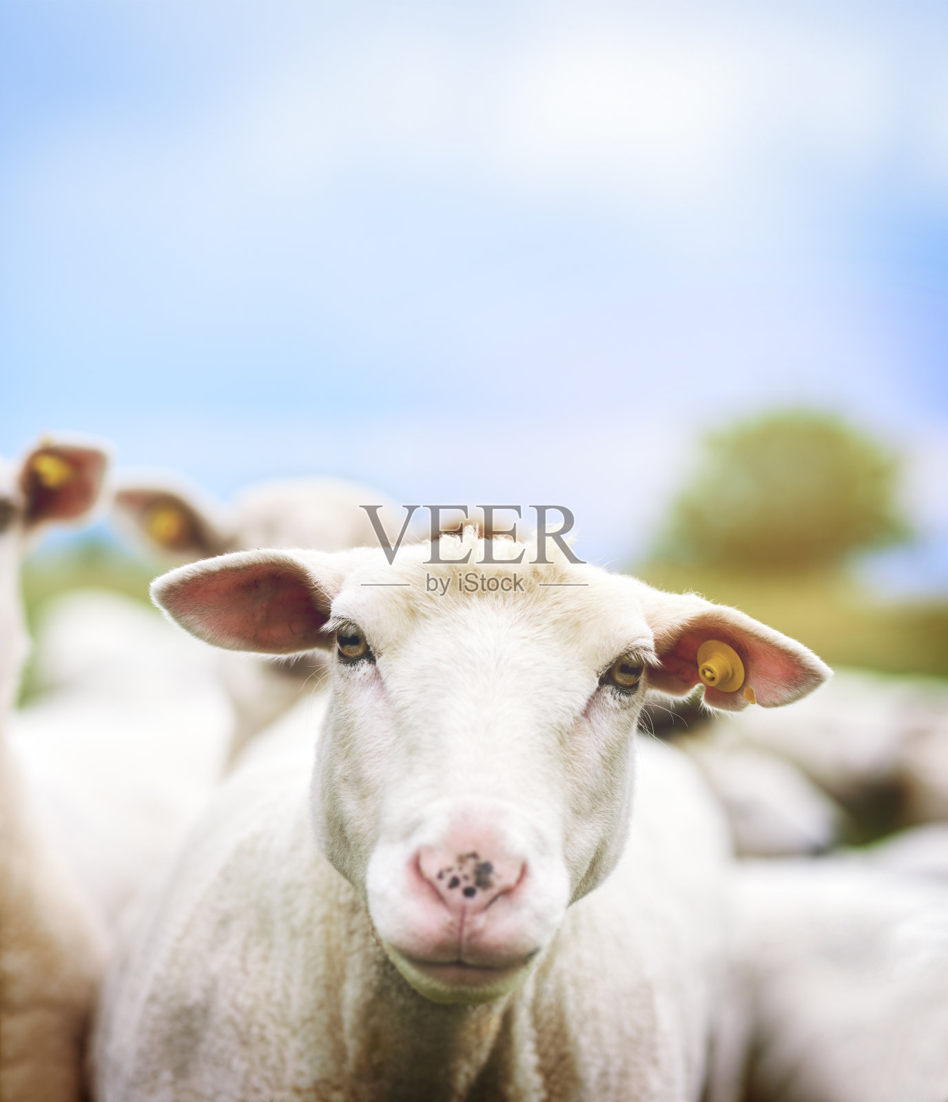 这是绵羊的生活照片摄影图片