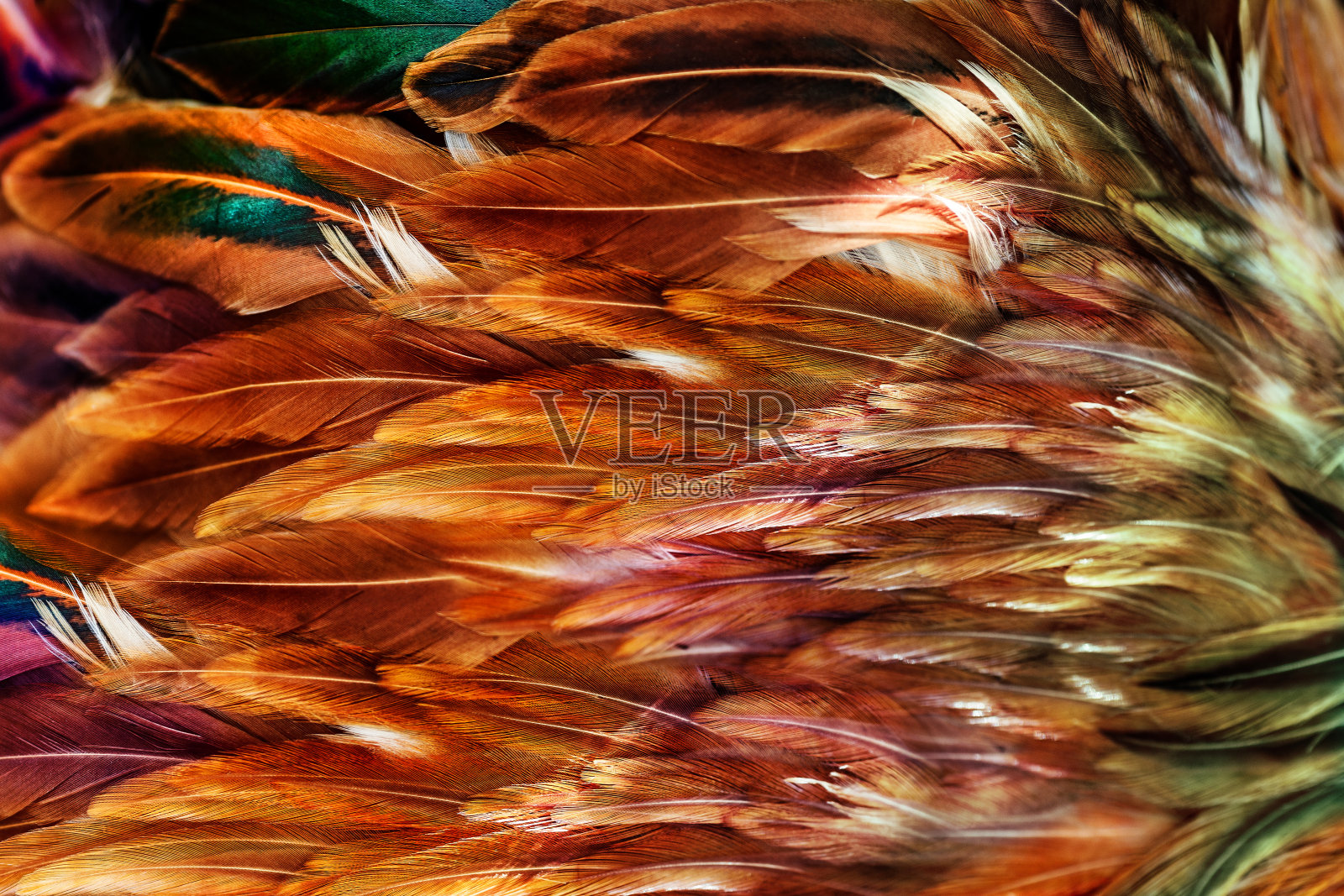 某些鸟的亮棕色羽毛群照片摄影图片