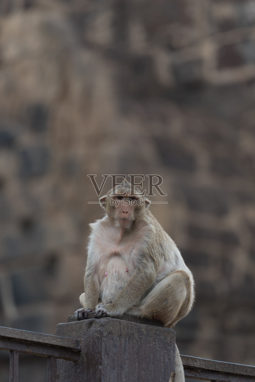 猴子和 Prang Sam Phaya照片摄影图片