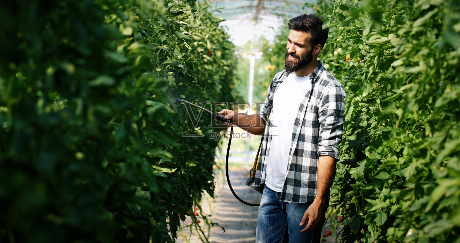 年轻的农民用化学品保护他的植物照片摄影图片