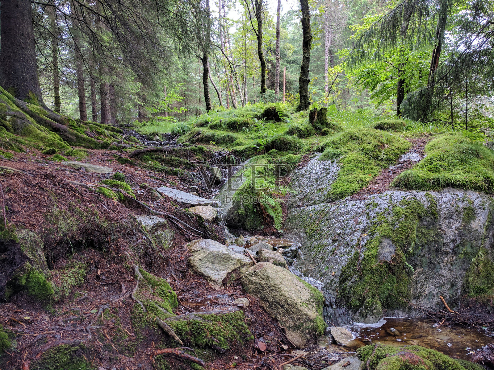 美丽的原始森林，松树和地衣。挪威照片摄影图片