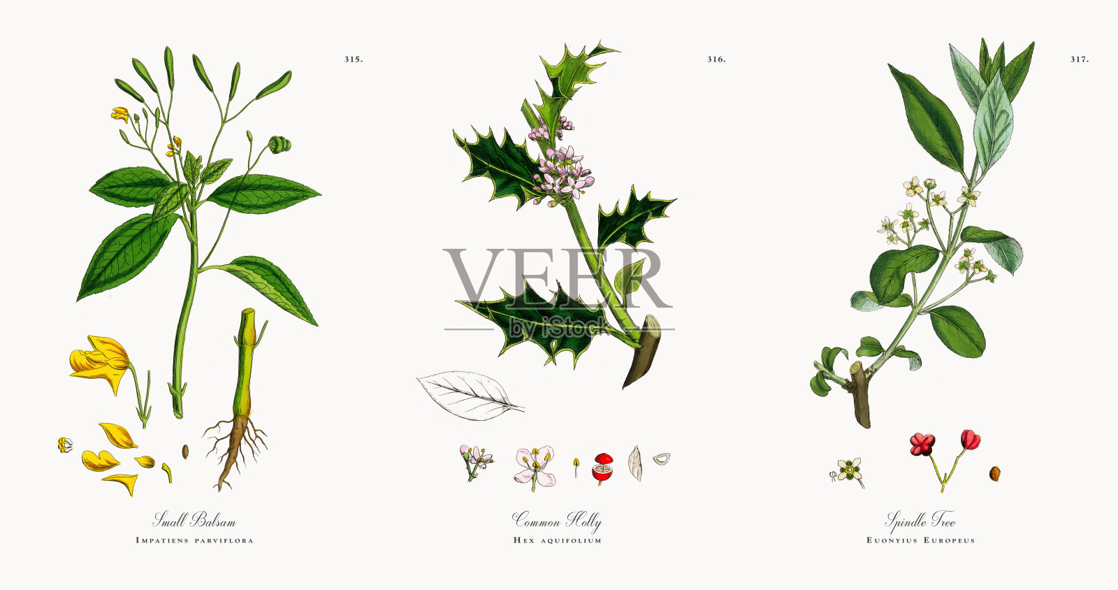 小香脂，凤仙花，维多利亚植物学插图，1863年插画图片素材