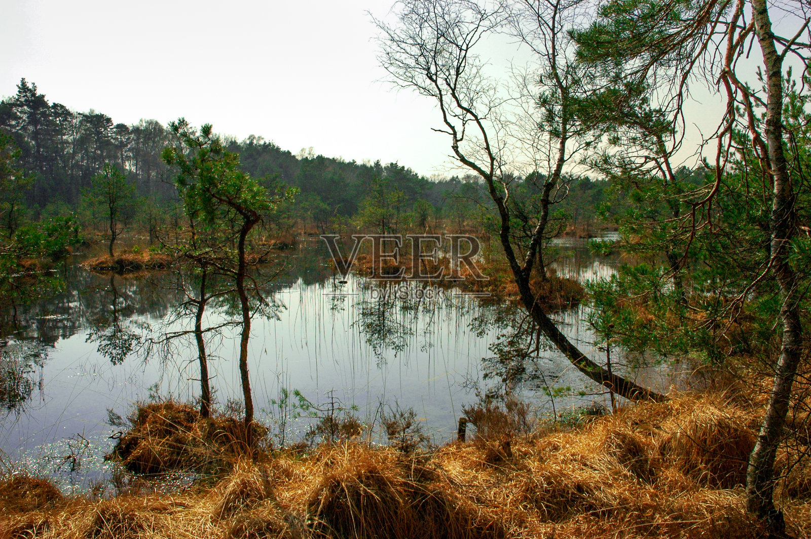 森林湖照片摄影图片