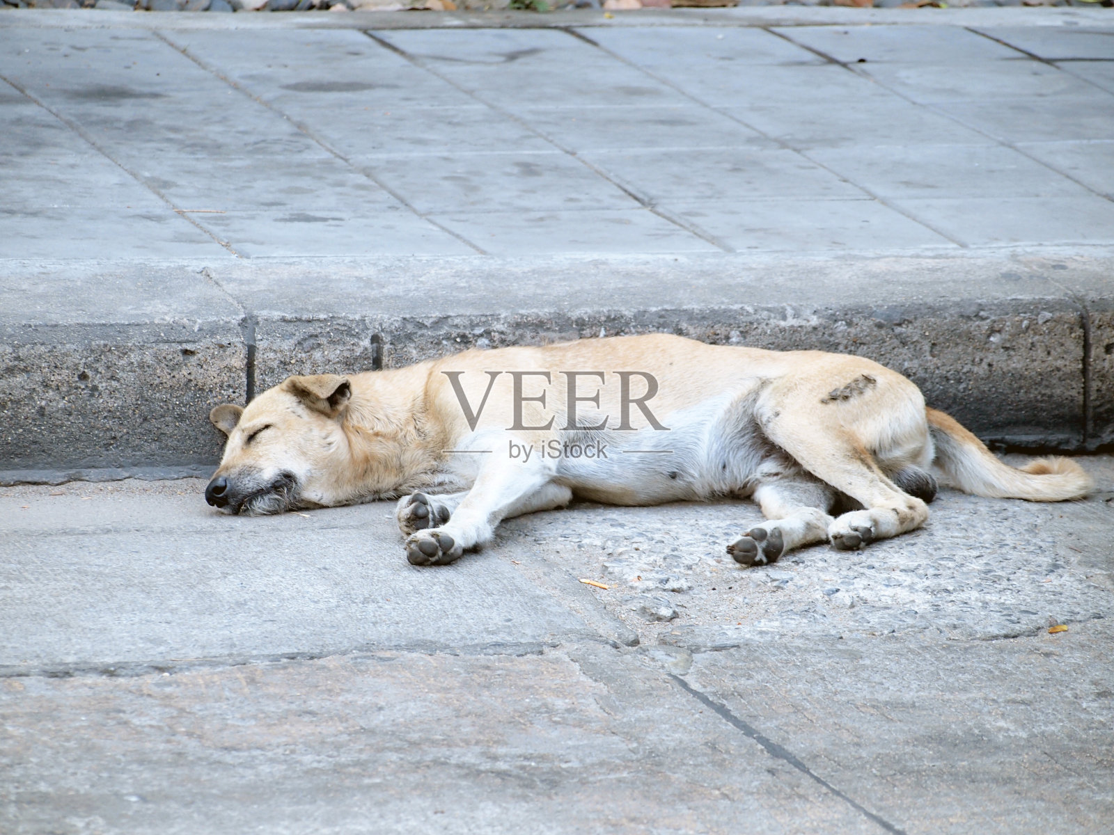 大街上的狗照片摄影图片