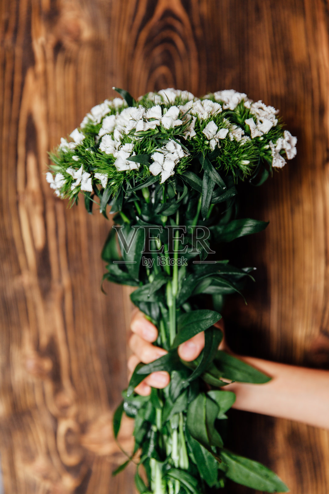 花与人手照片摄影图片