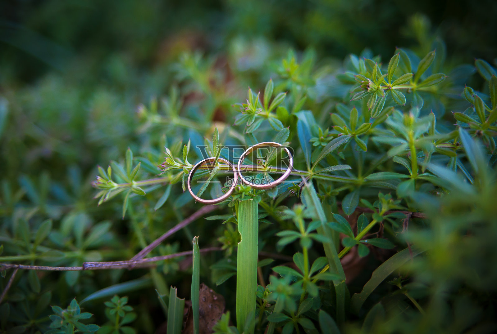 绿色植物和结婚戒指照片摄影图片