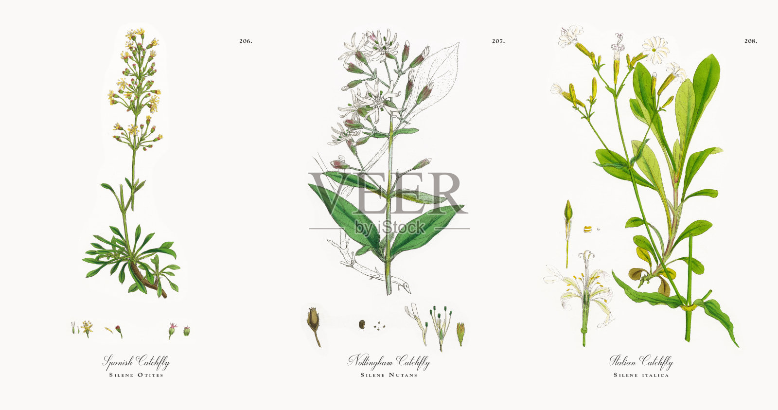 西班牙捕蝇，Silene Otites，维多利亚植物学插图，1863年设计元素图片