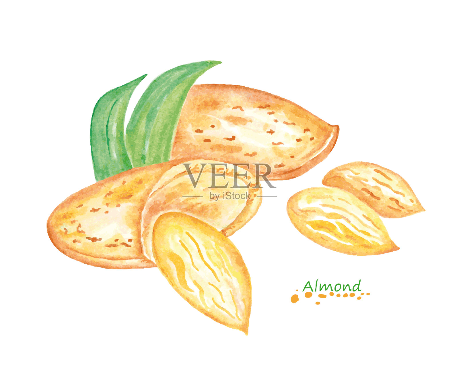 水彩杏仁。手画插画图片素材
