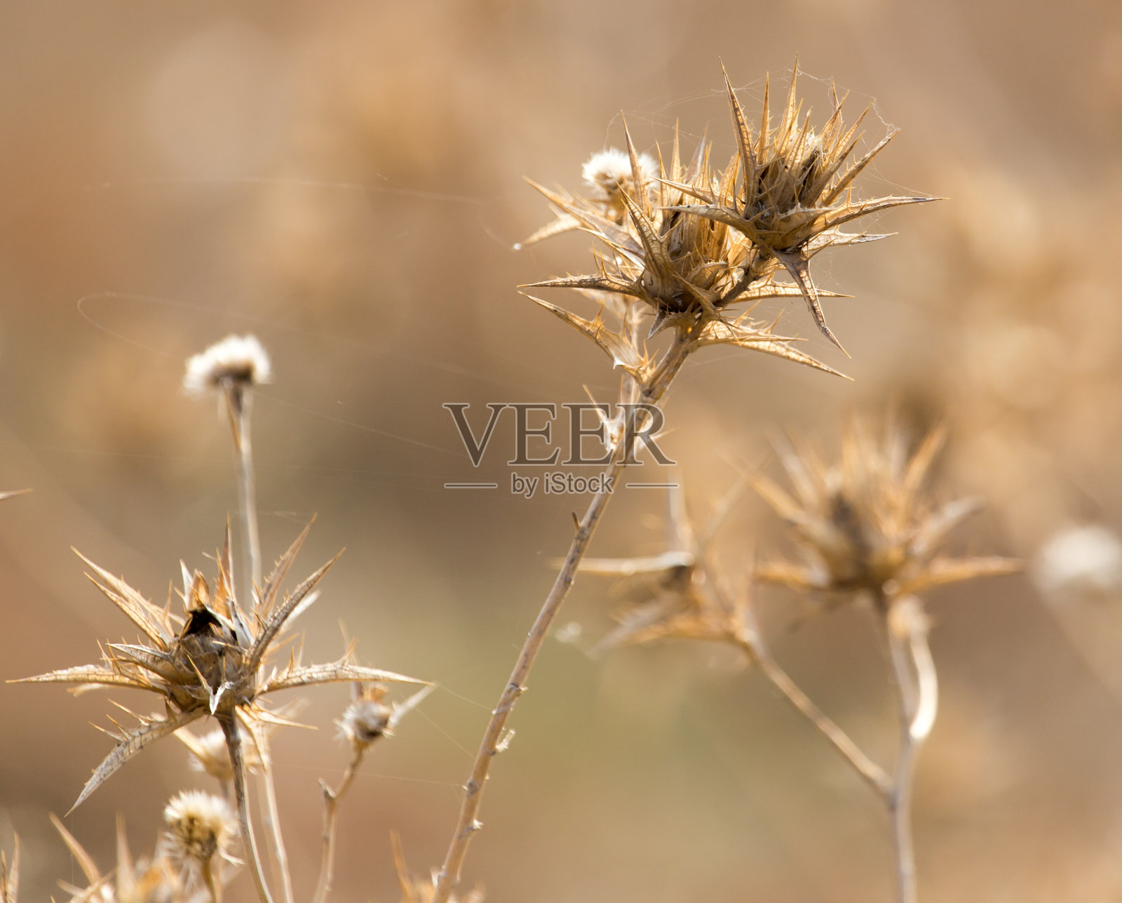 自然界中干燥的多刺植物照片摄影图片
