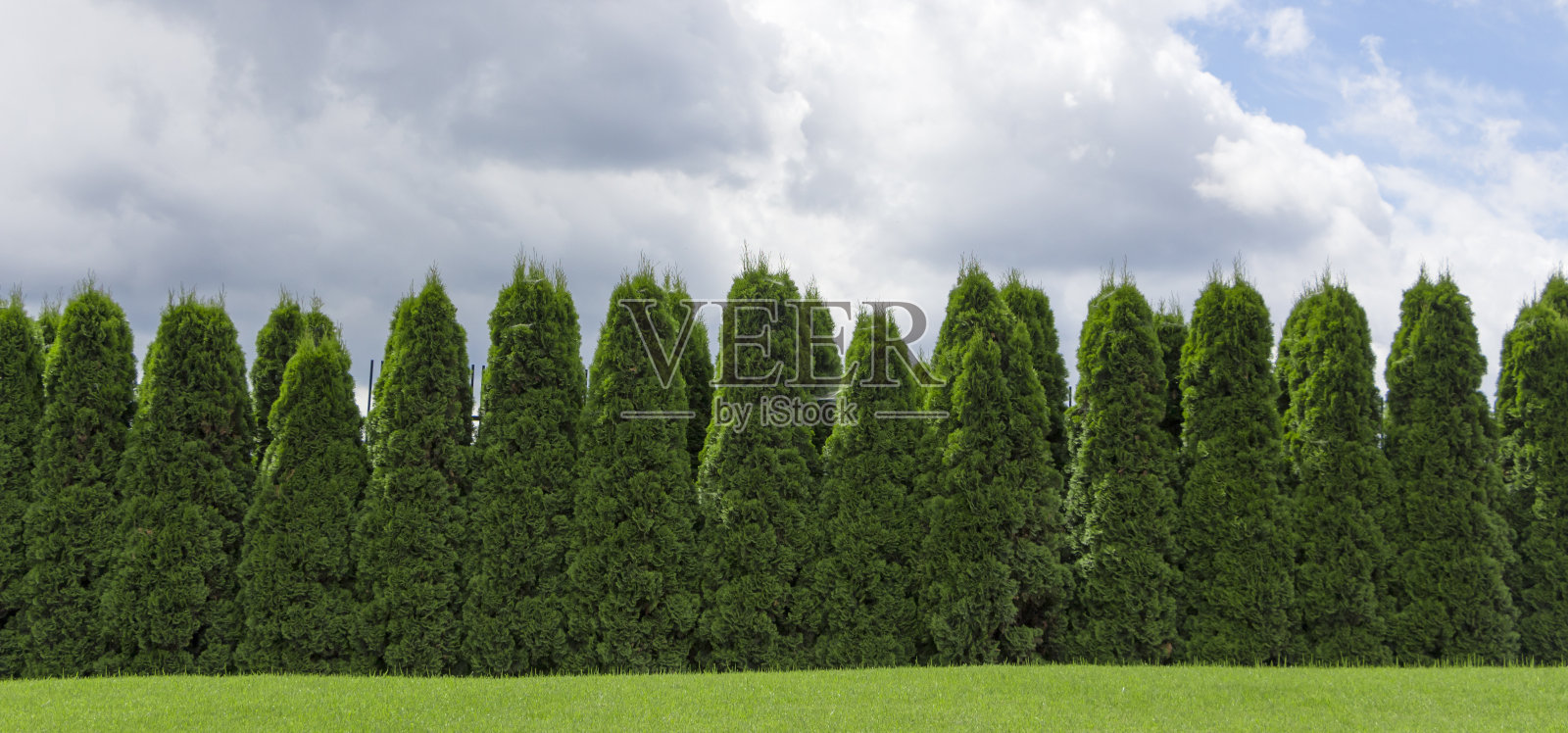 从常青植物的乡村篱笆篱笆碎片照片摄影图片