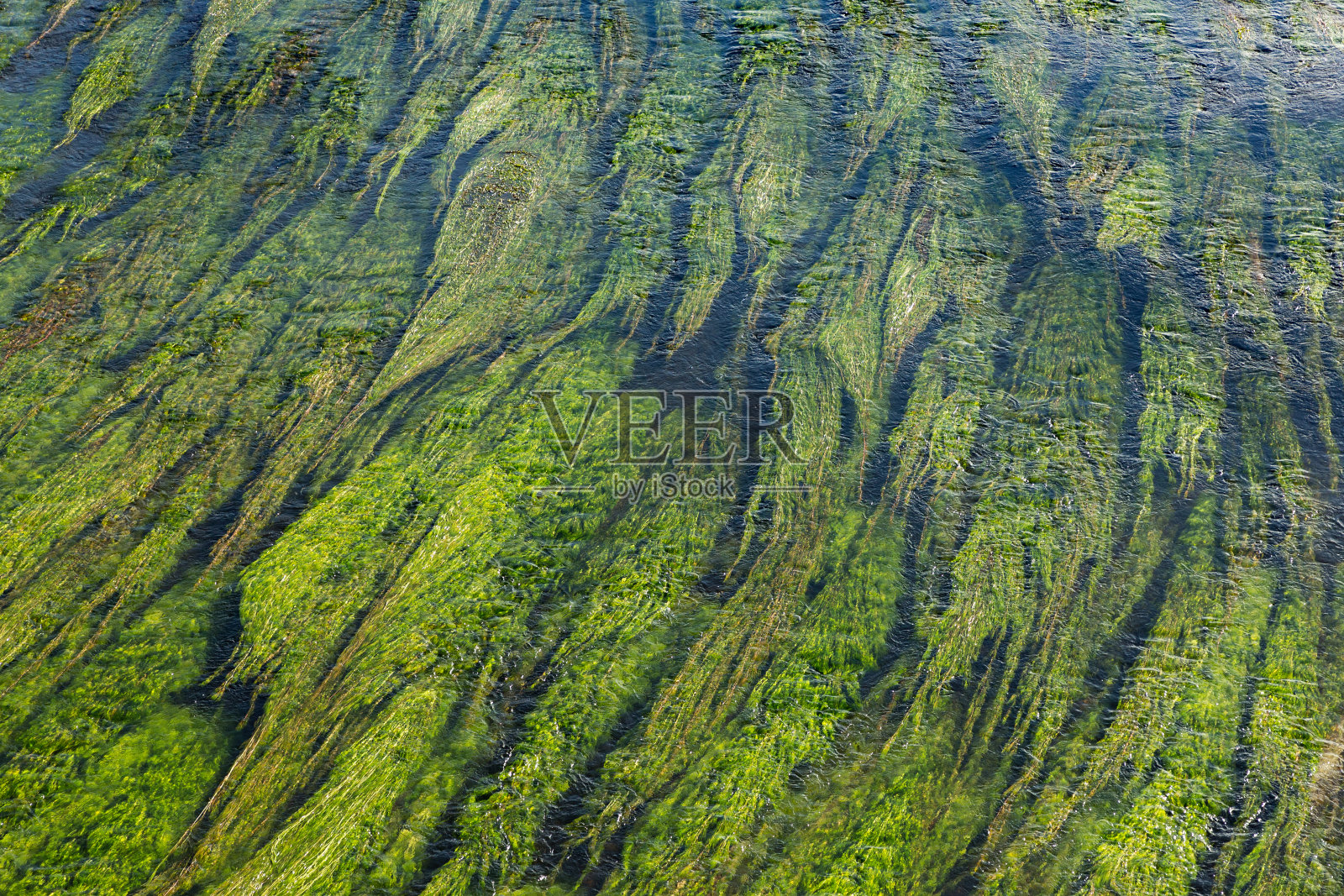 植物随河水流动照片摄影图片
