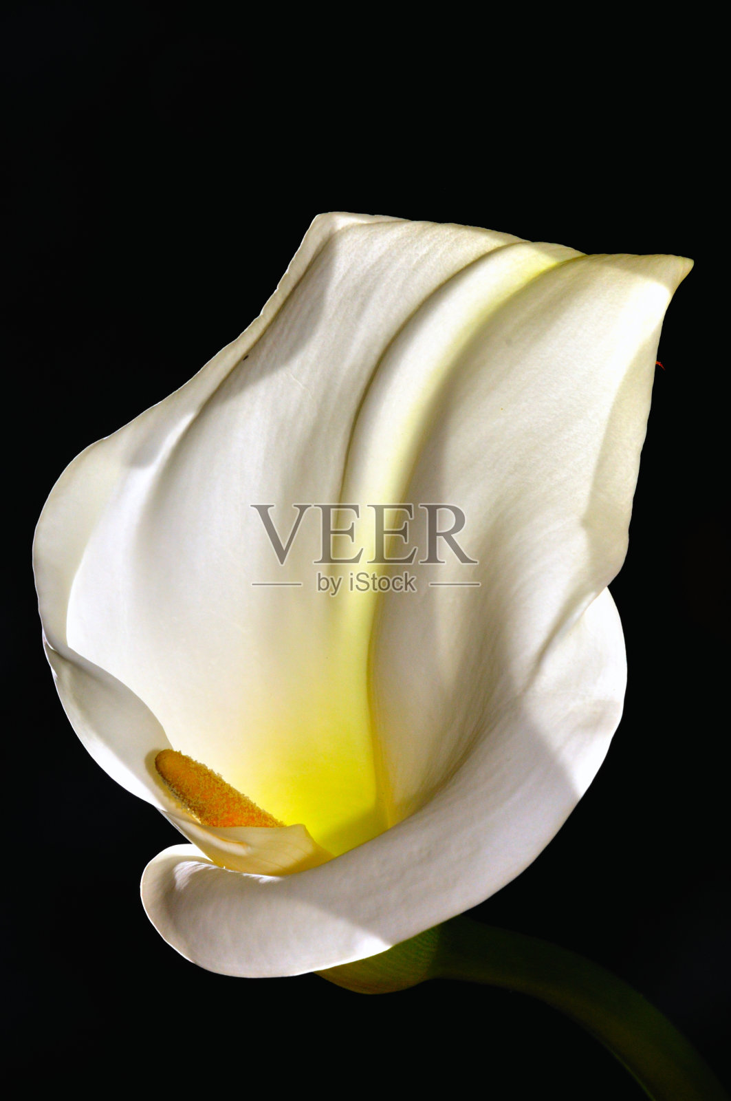 马蹄莲的特写与黑色的背景照片摄影图片