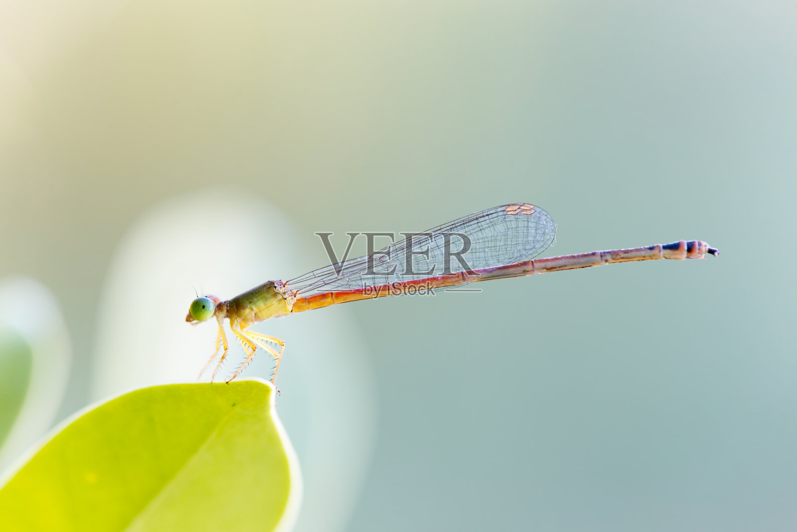 清晨春天草地上的蜻蜓。软焦点照片摄影图片