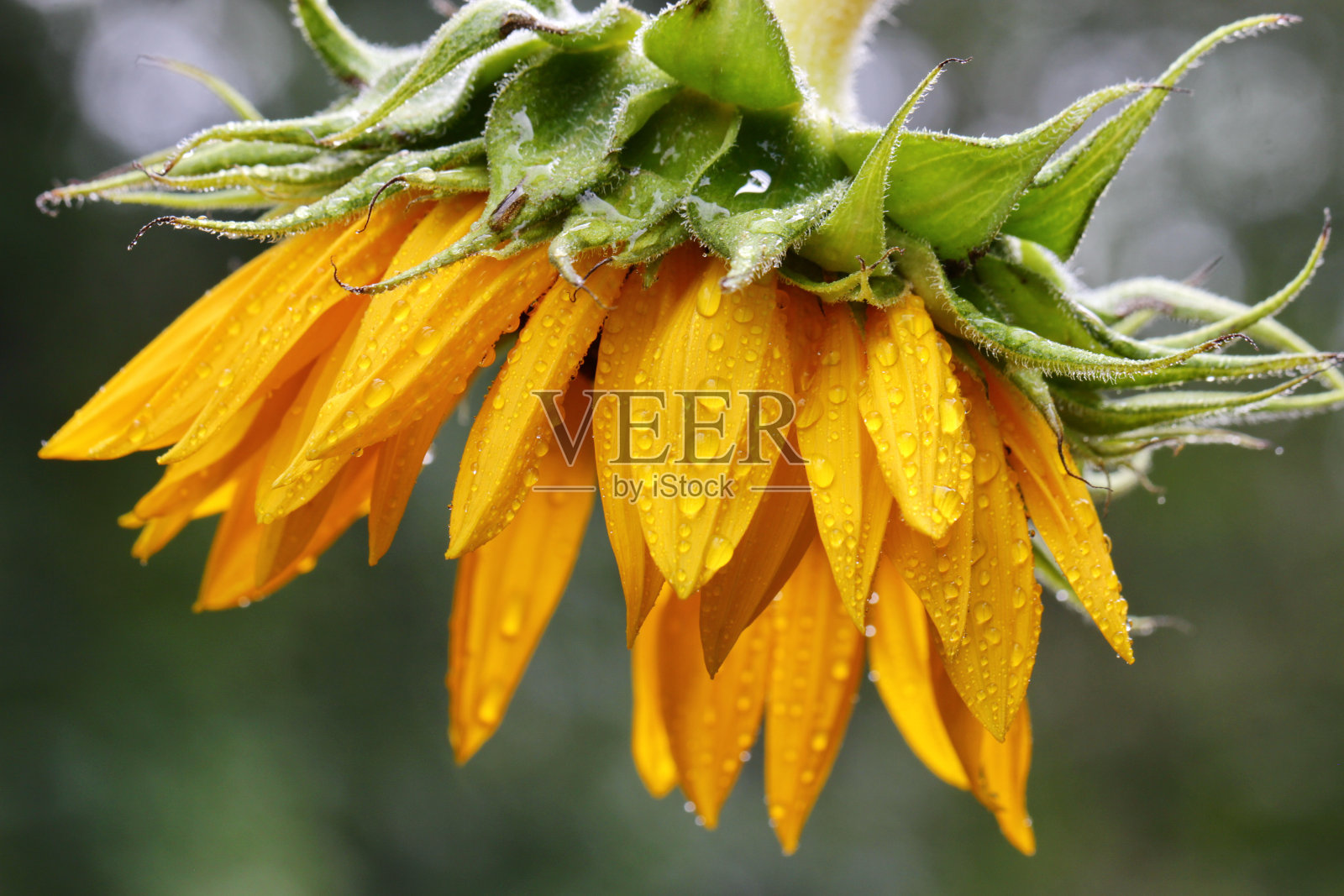 一个黄色的向日葵照片摄影图片