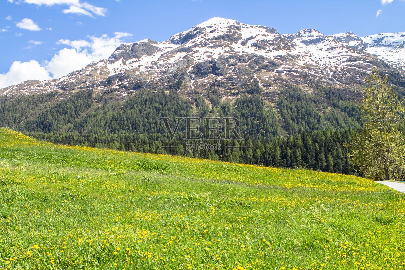 春天的蒲公英田照片摄影图片