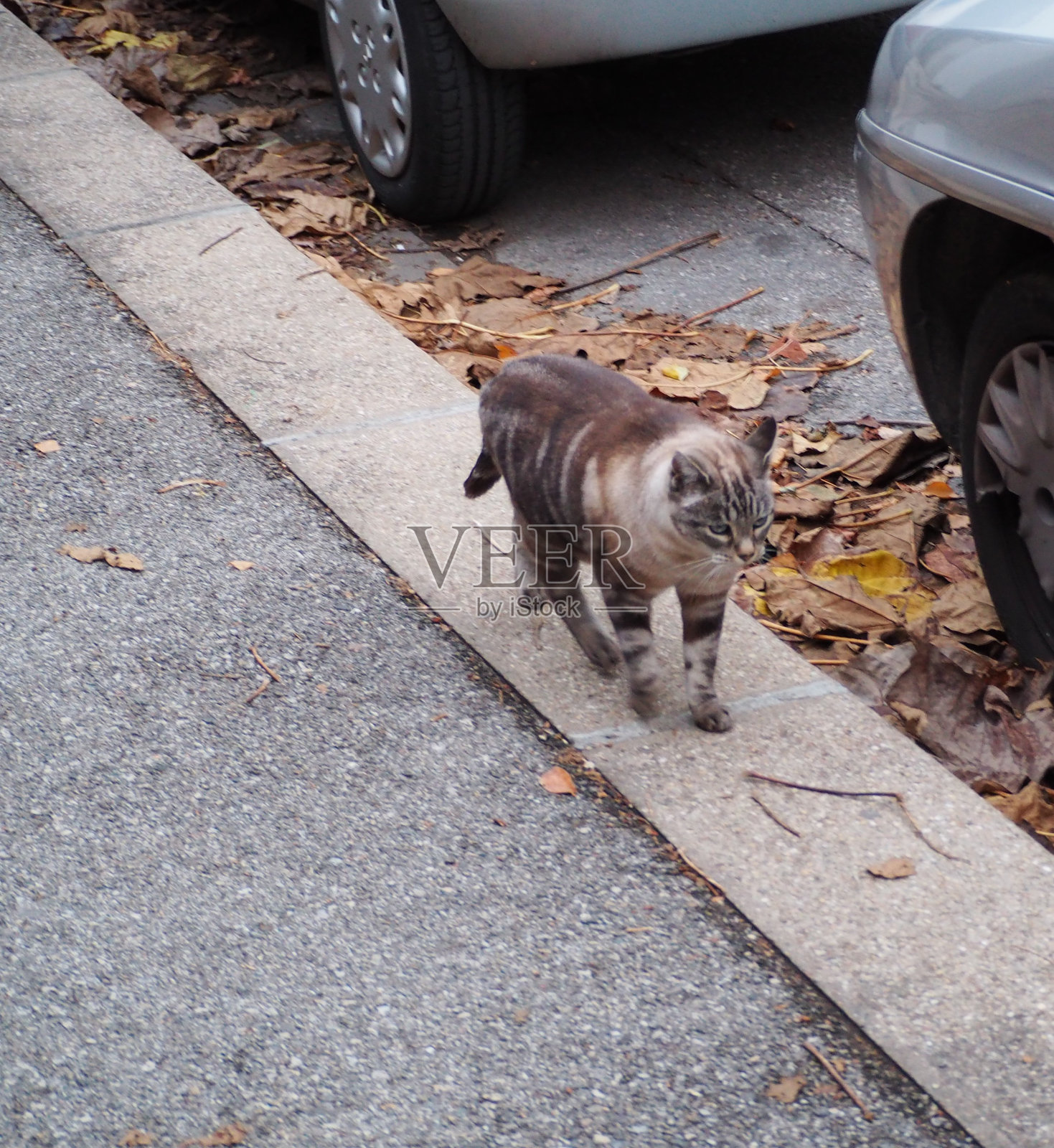 野猫照片摄影图片