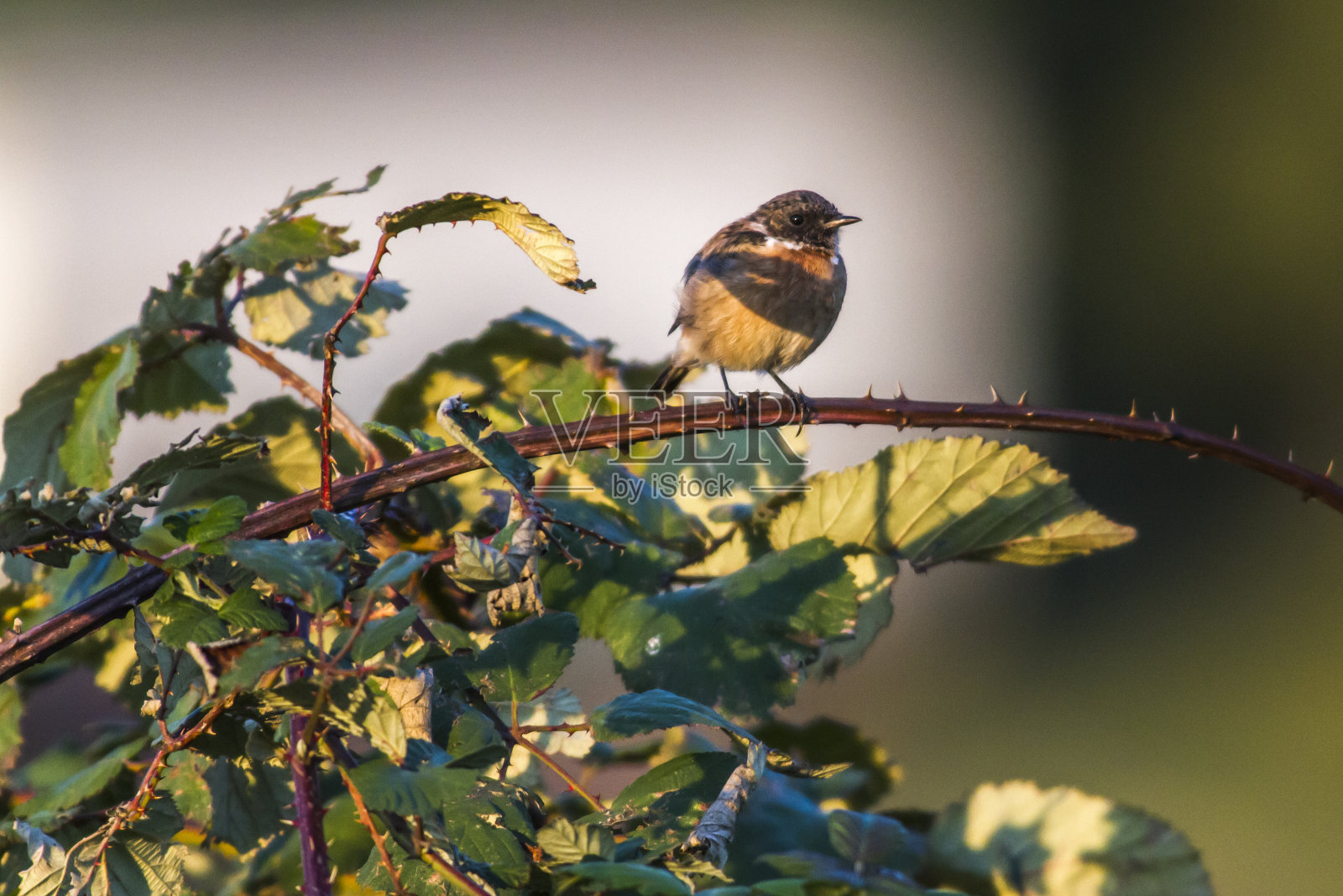 野鹟(Saxicola torquatus)照片摄影图片