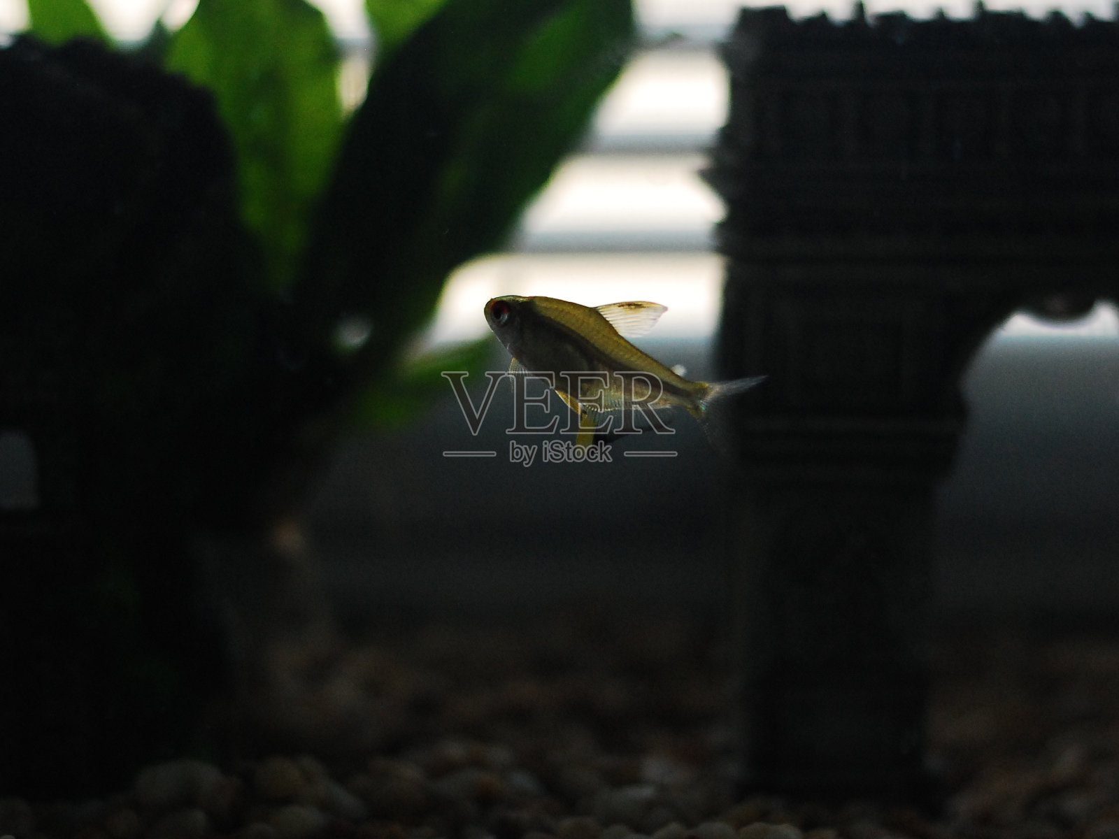 脂鲤照片摄影图片