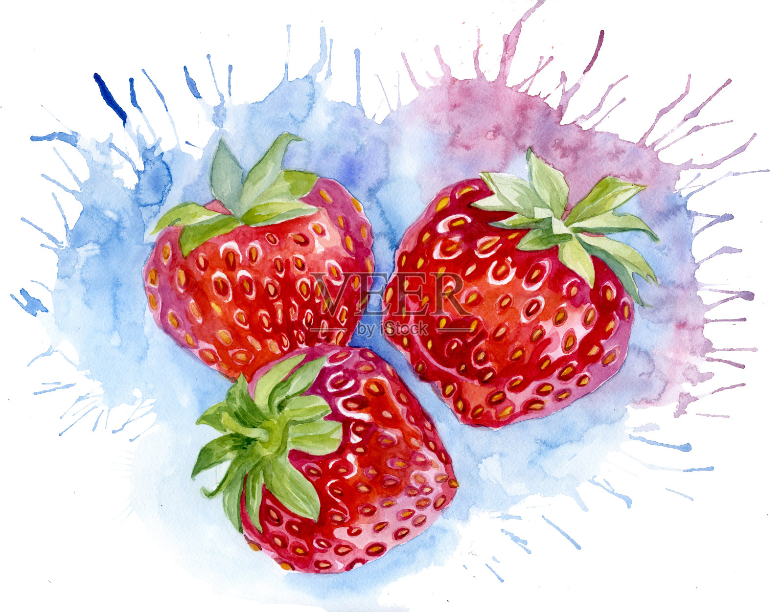 草莓水彩植物插画。由三种浆果组成。插画图片素材