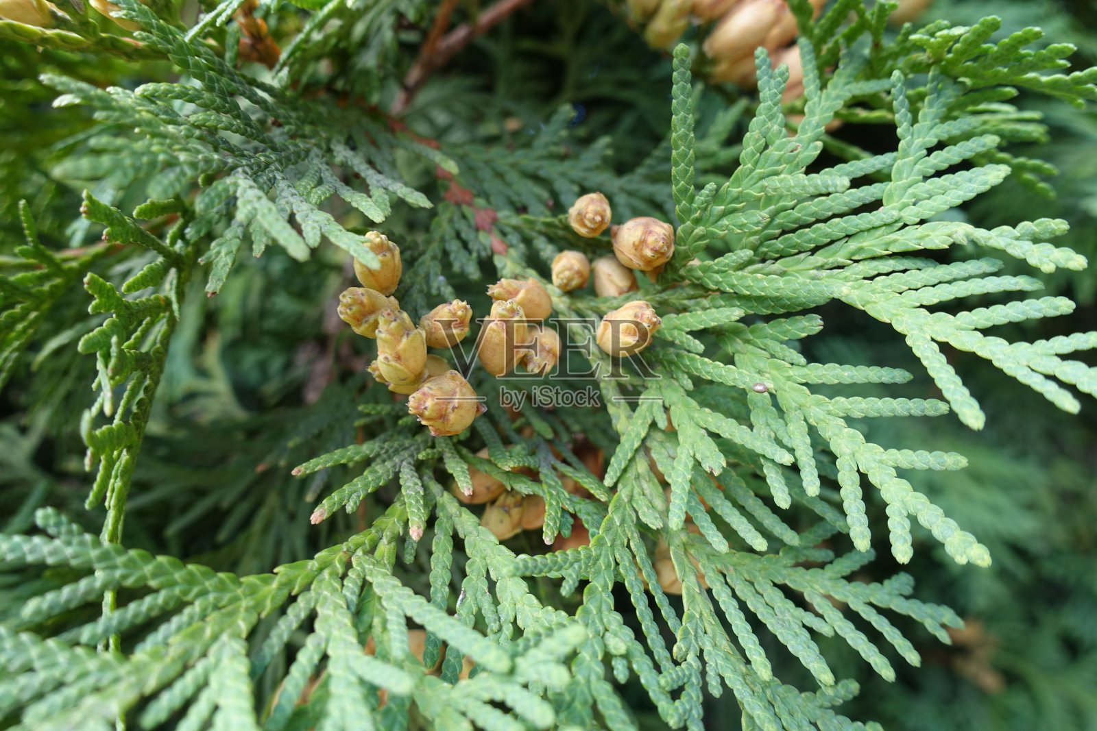 西花蓟属接近成熟的球果照片摄影图片