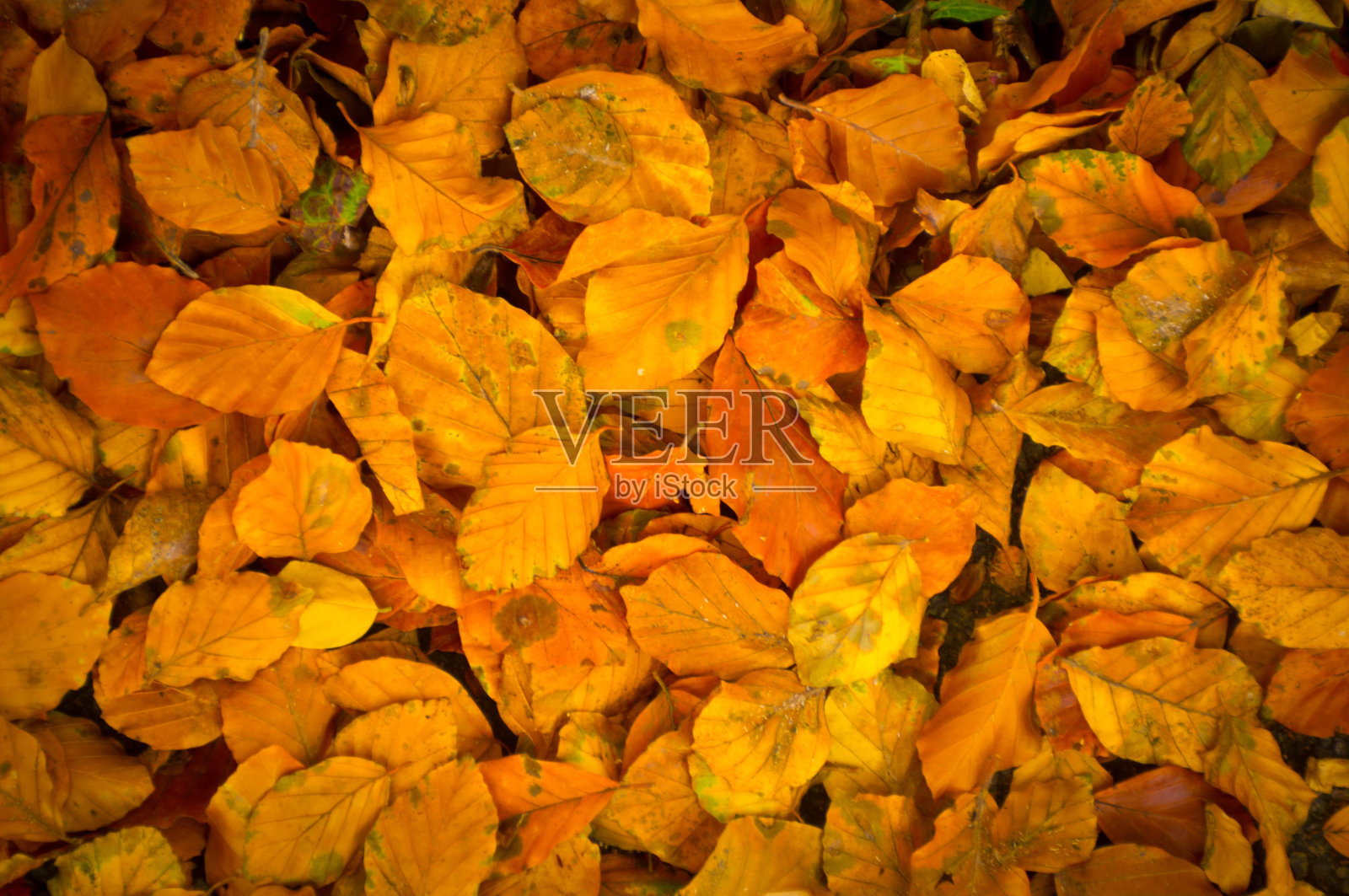 堕落的山毛榉的叶子照片摄影图片