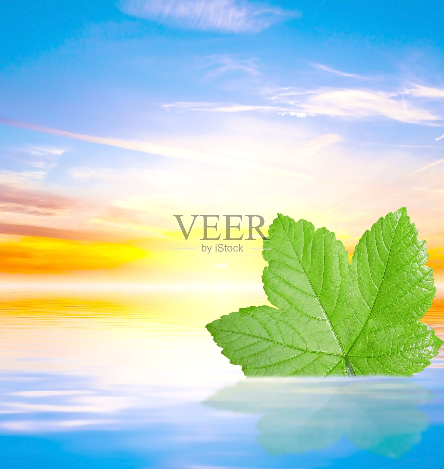 水中的绿叶照片摄影图片