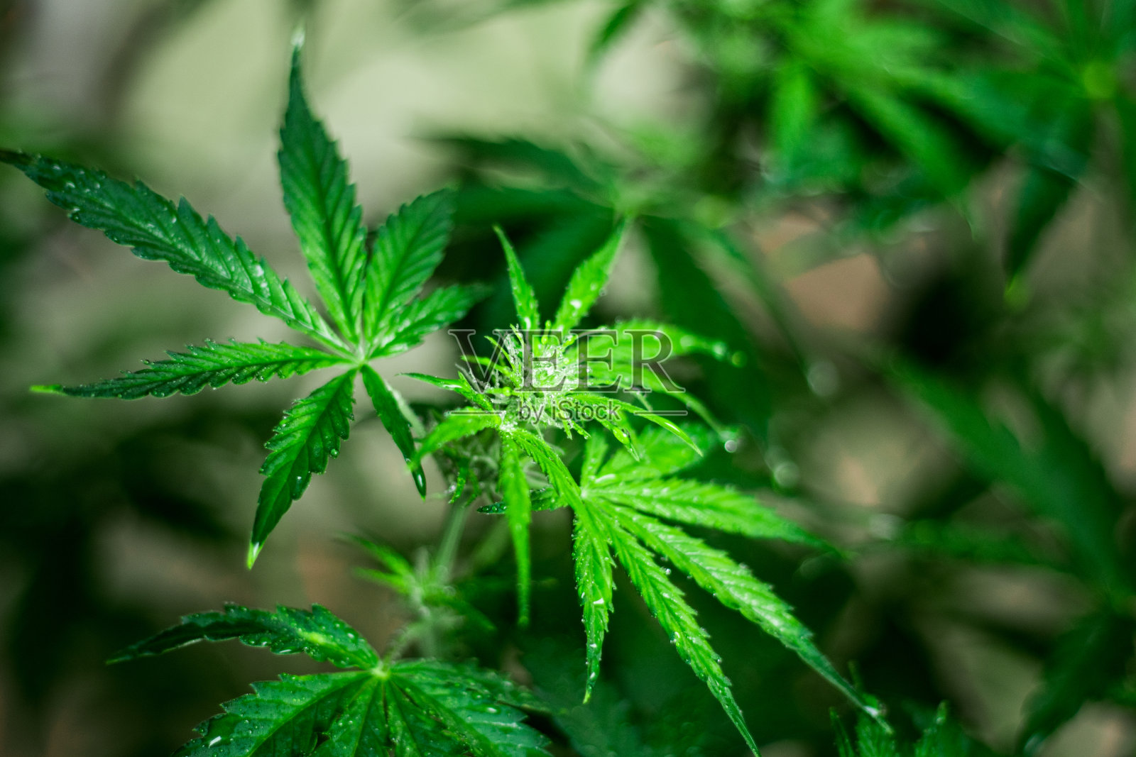 水滴中大麻花的微距镜头照片摄影图片