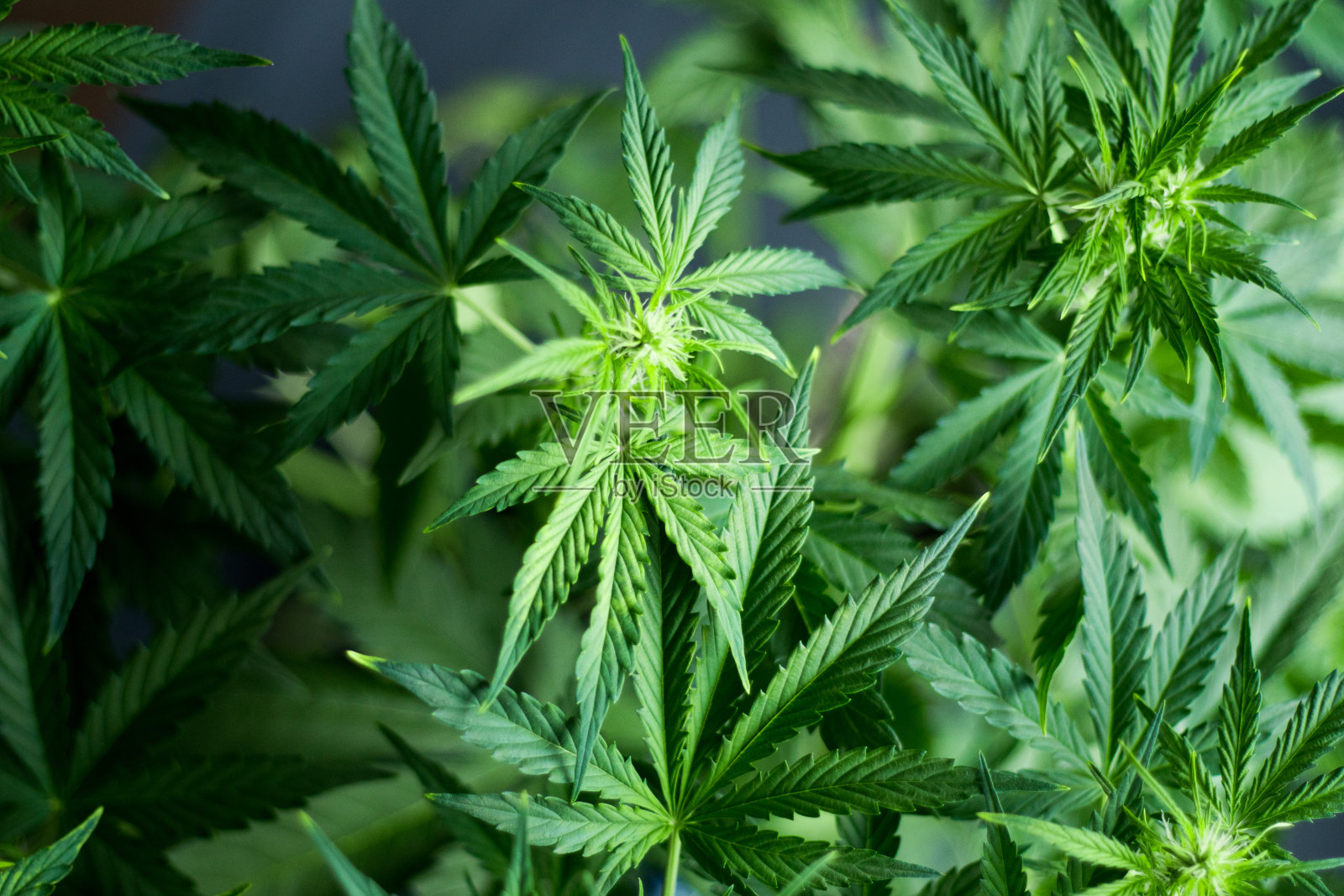 大麻花宏在开花之初的美丽背景俯视图照片摄影图片