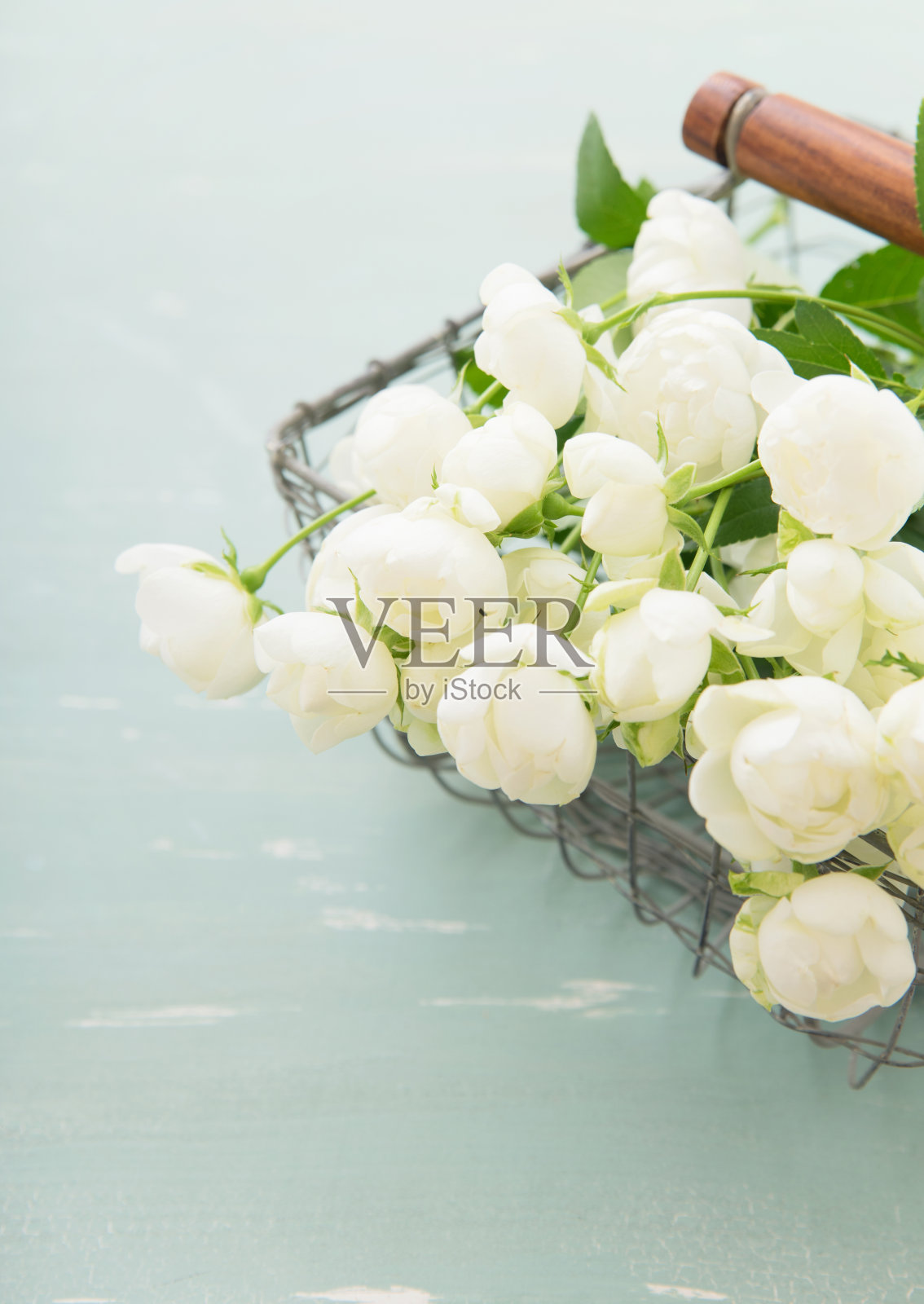 白色的小玫瑰照片摄影图片