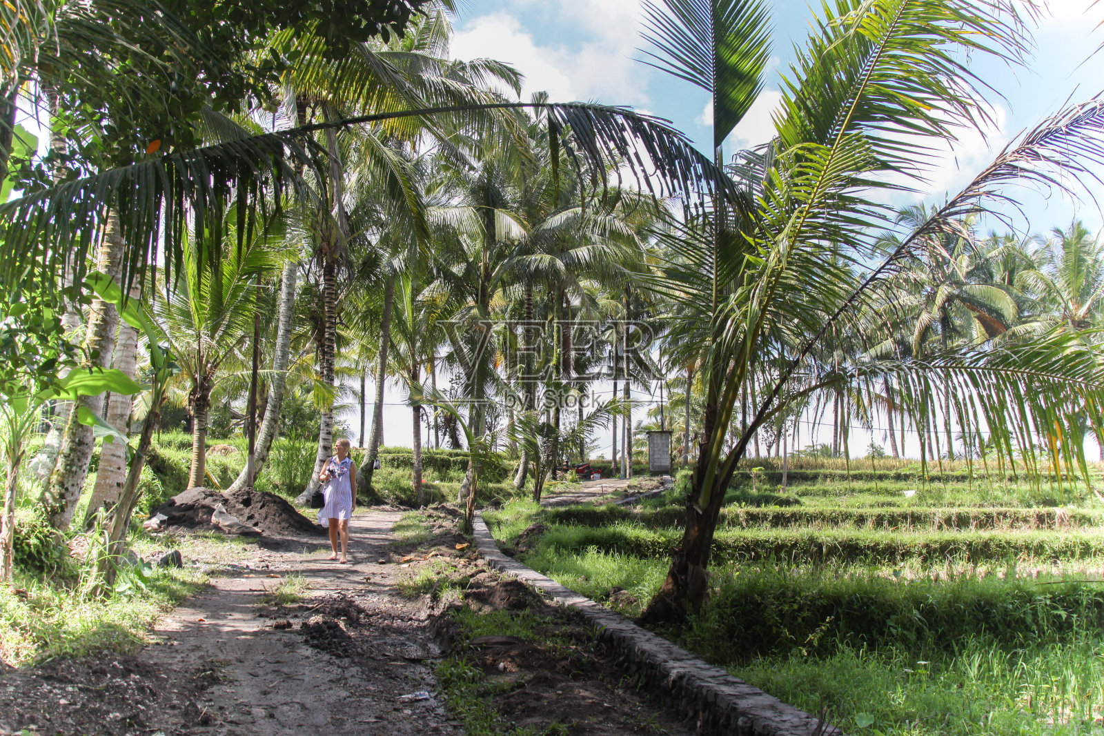 在稻田里散步的女人照片摄影图片