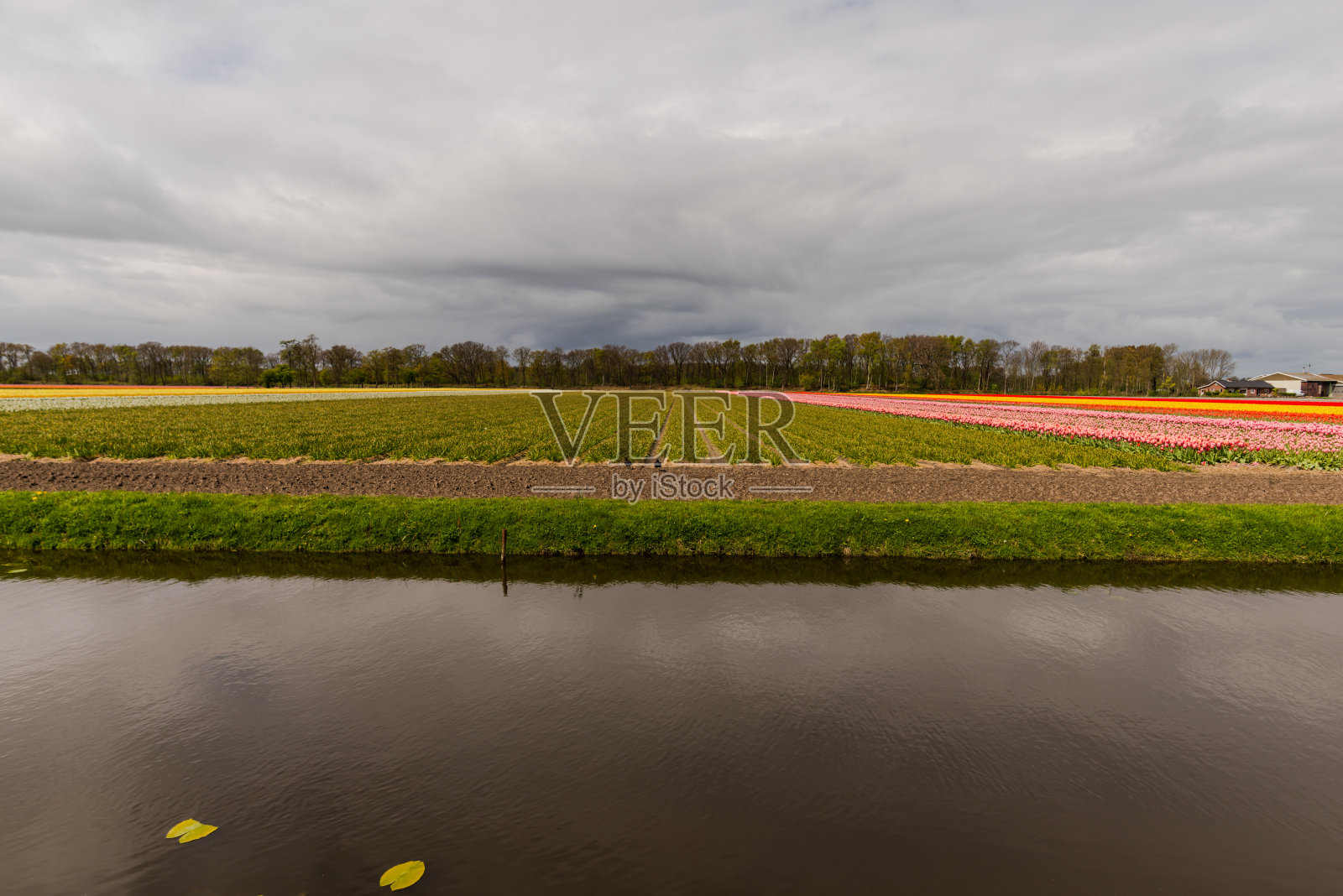 美丽的郁金香领域照片摄影图片