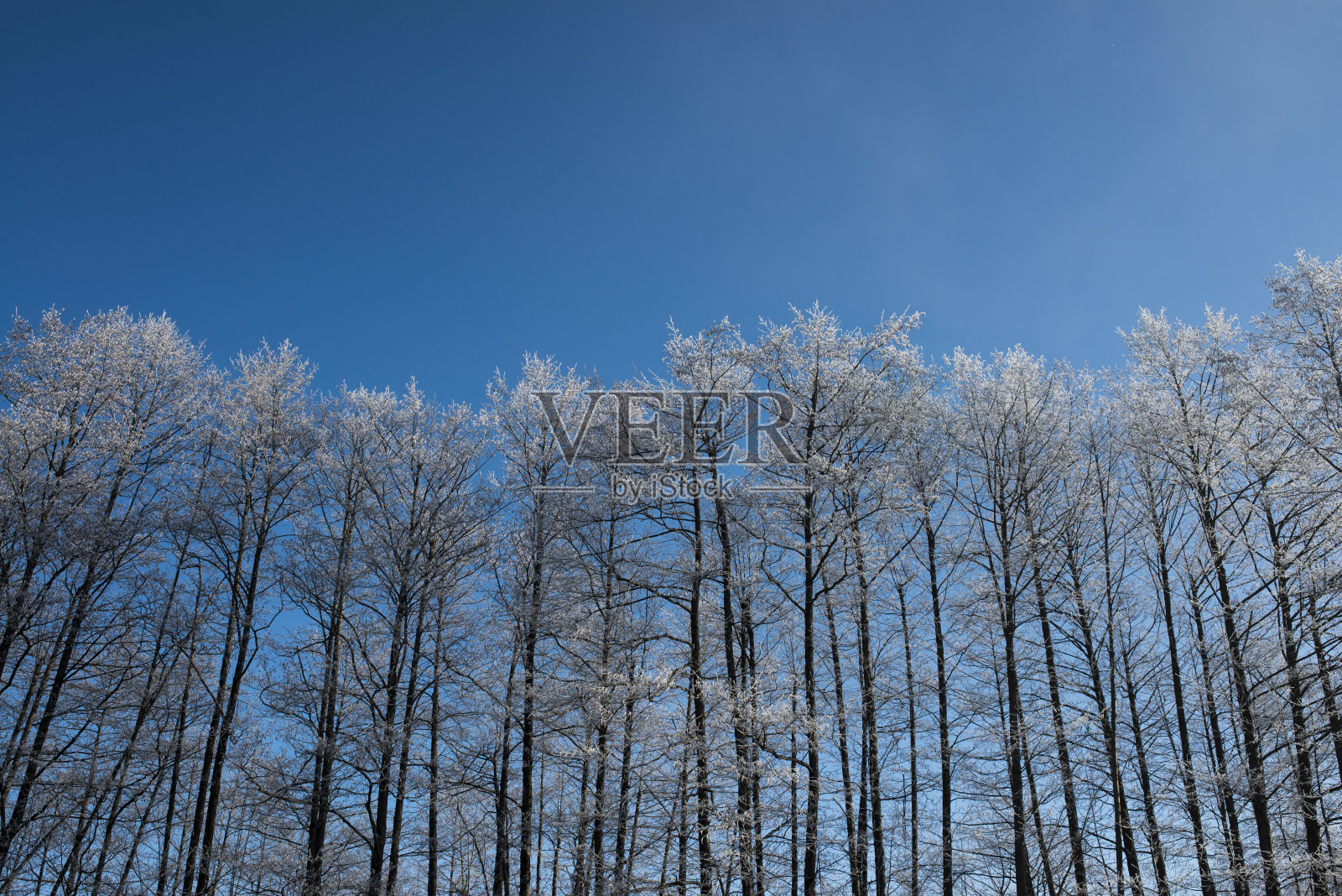 冬天的树照片摄影图片