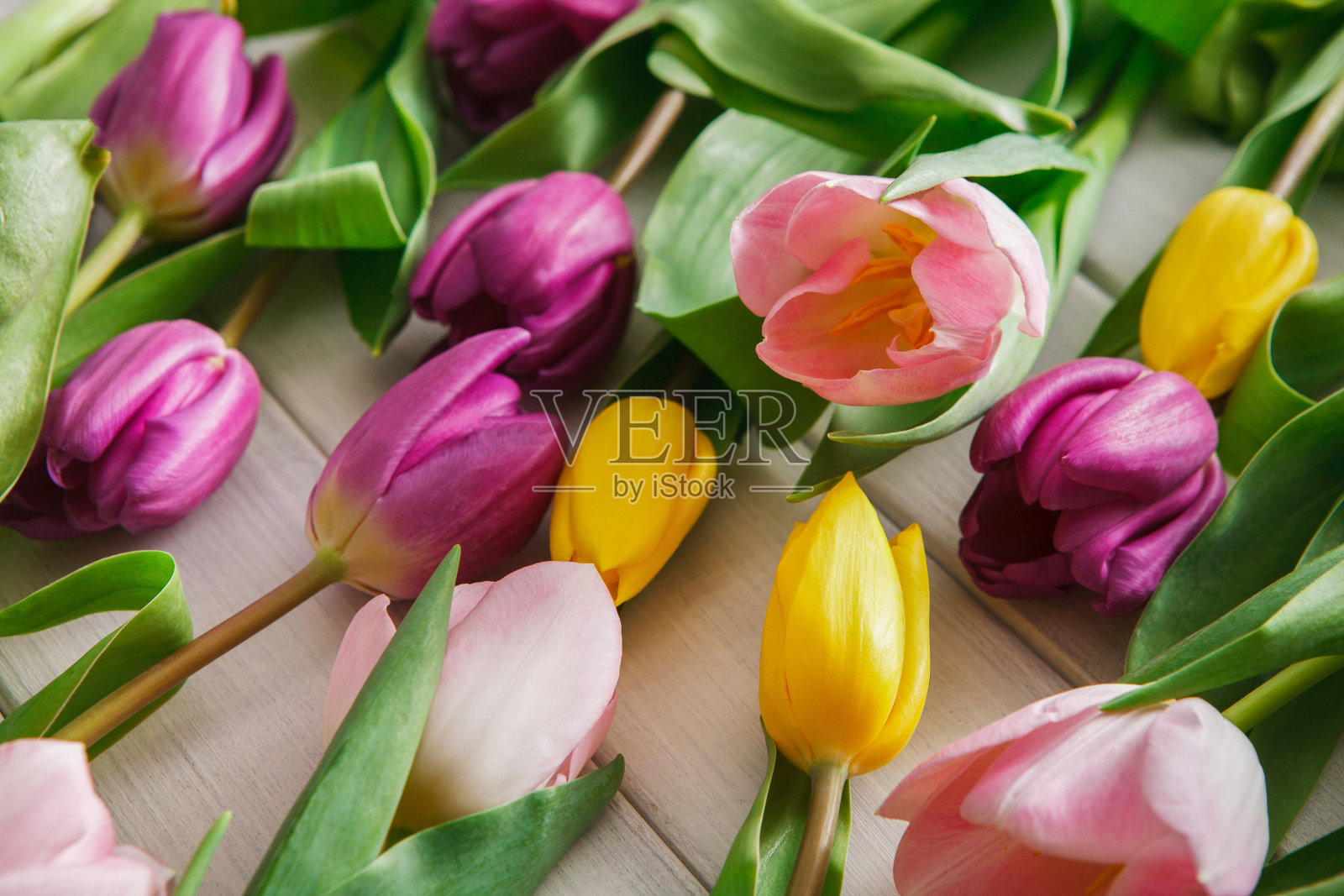 明亮的郁金香散布在白色的木质背景上照片摄影图片