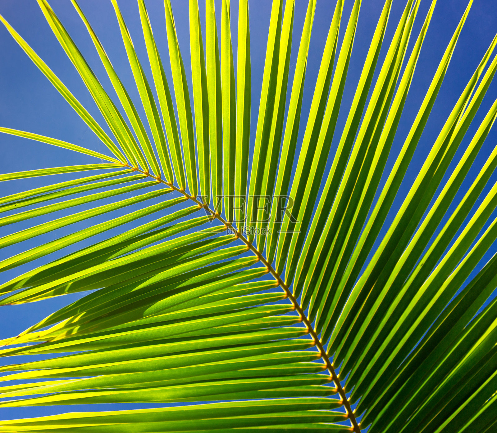 马达加斯加照片摄影图片