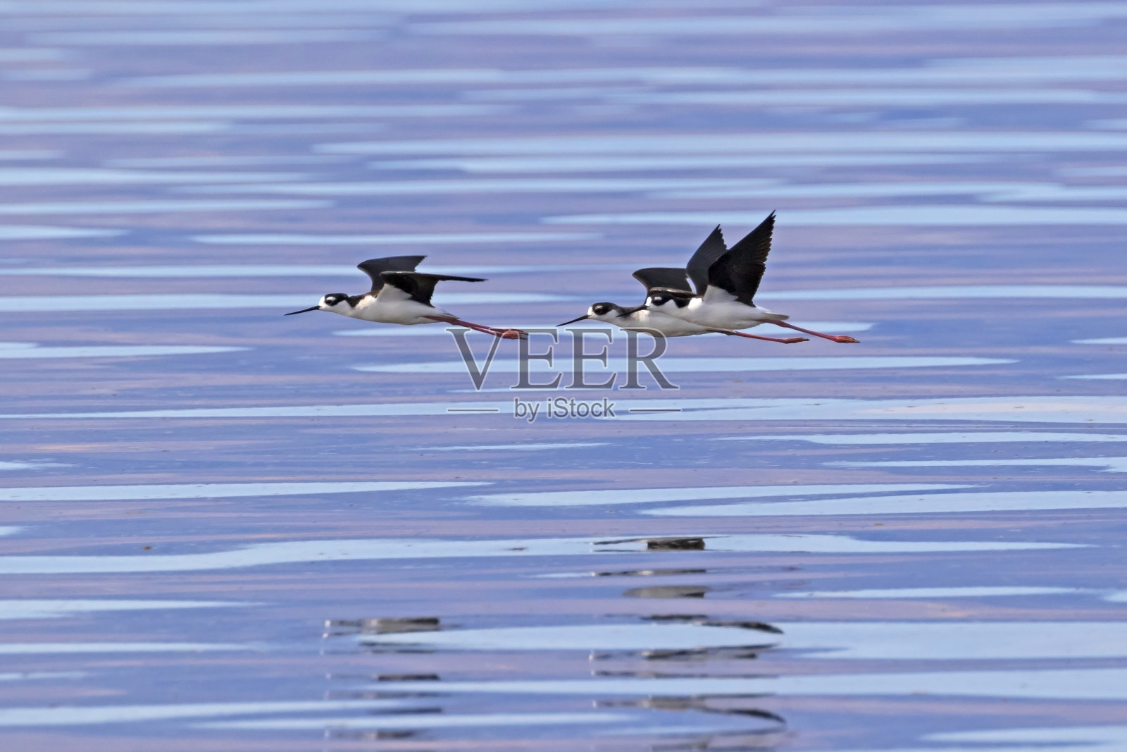 鸟儿在索尔顿海上空飞翔照片摄影图片