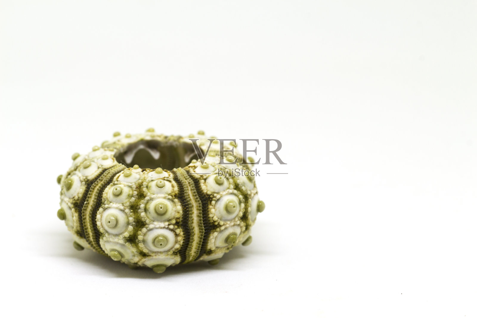 海贝微距照片在白色的背景。海边找到摄影棚照片。照片摄影图片