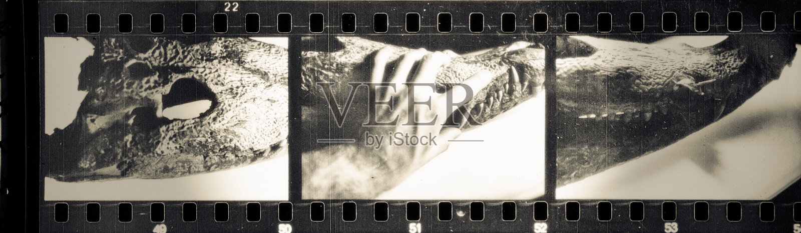 老鳄鱼头骨和手照片摄影图片