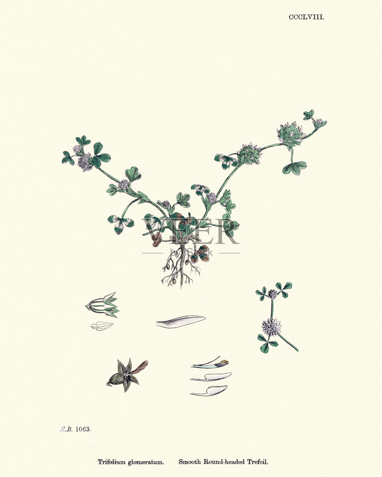 自然历史，植物群，三叶草插画图片素材