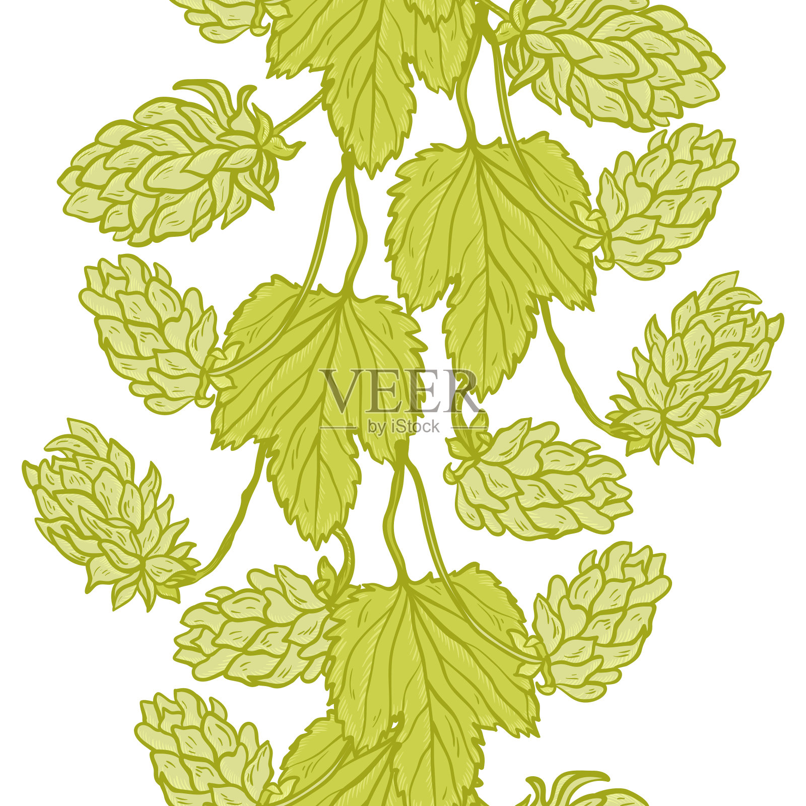 啤酒啤酒花矢量垂直无缝边界。普通的啤酒花或葎草。树叶和锥。向量的背景插画图片素材