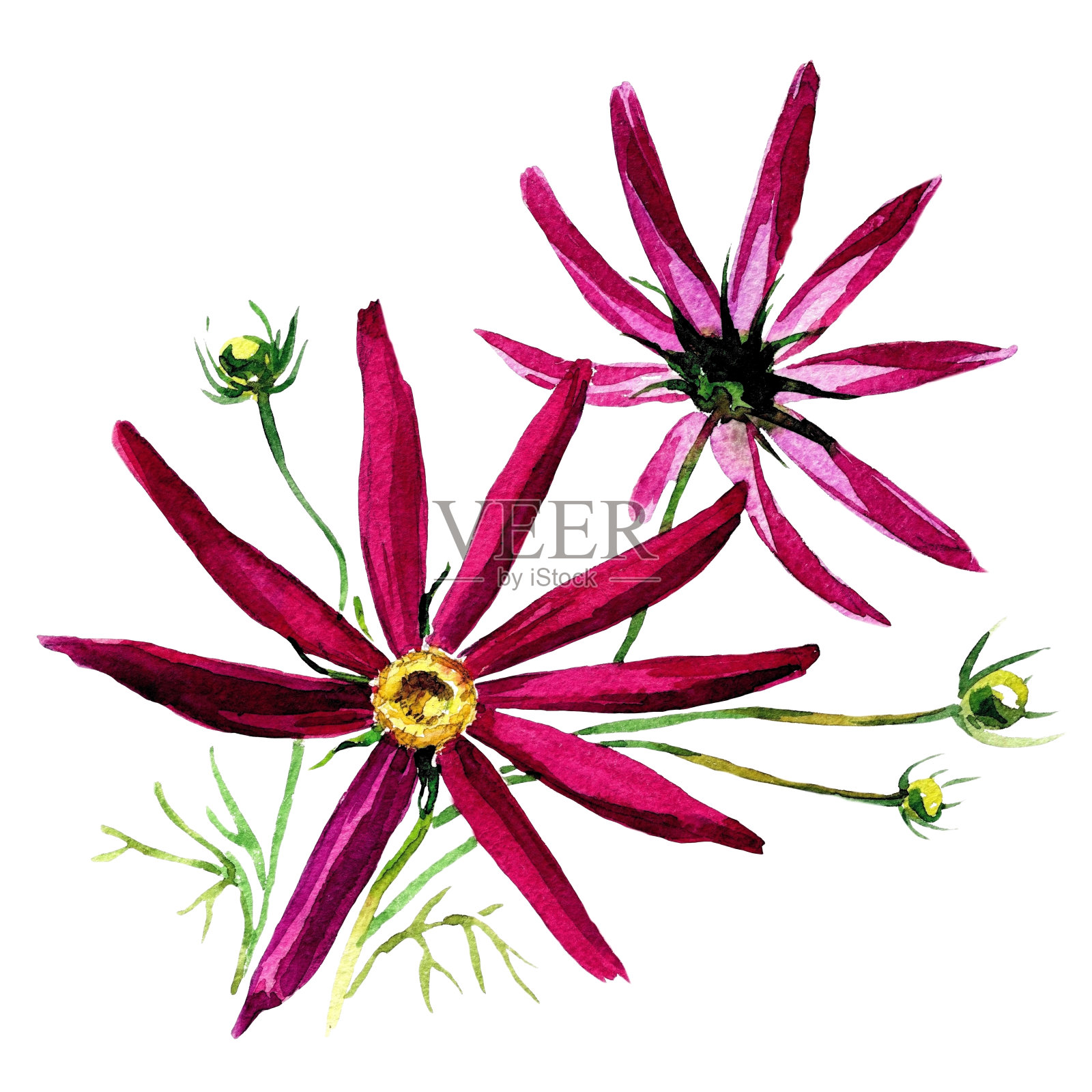 水彩宇宙花孤立在白色背景上。插画图片素材