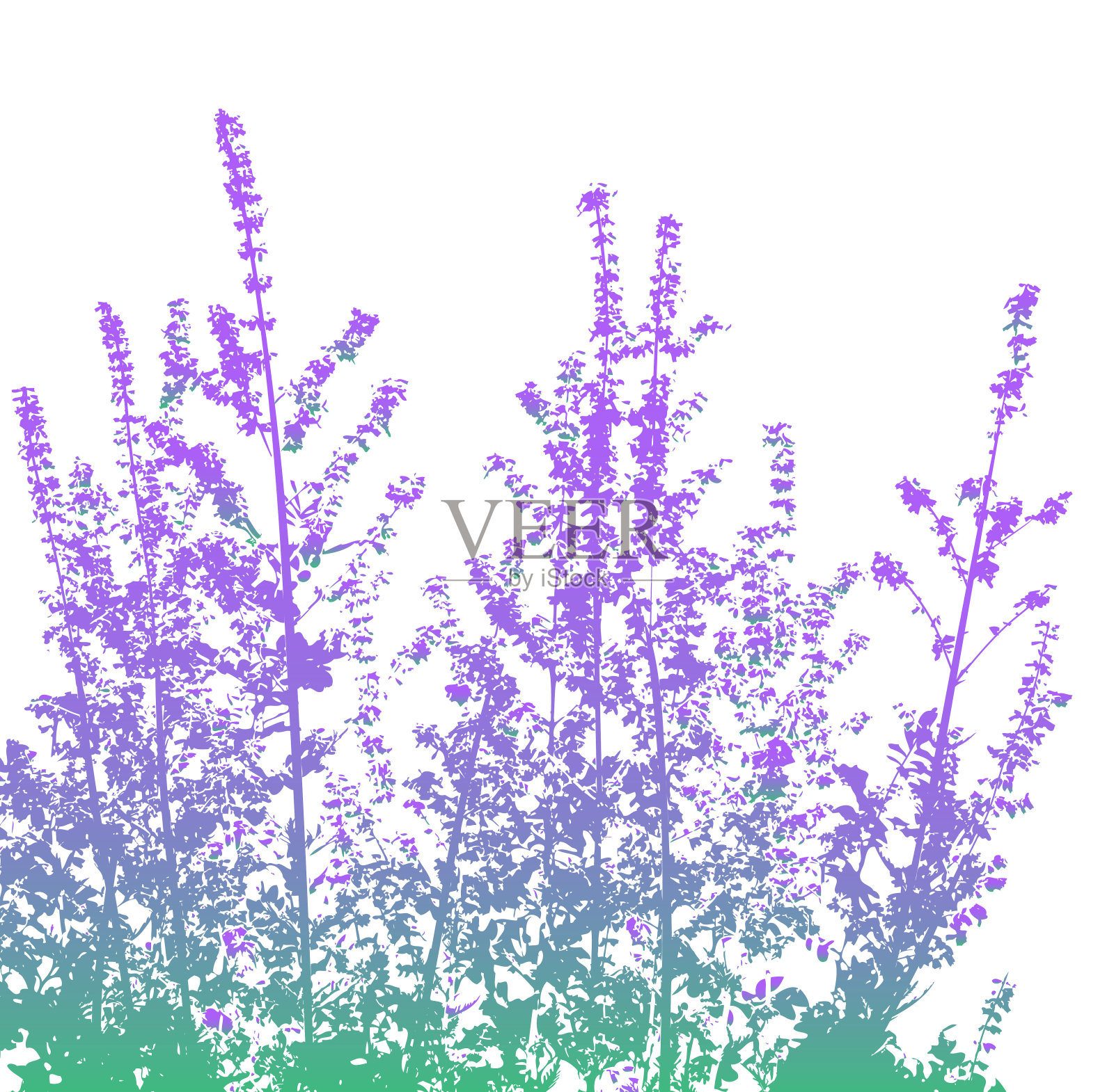 薰衣草布什插画图片素材